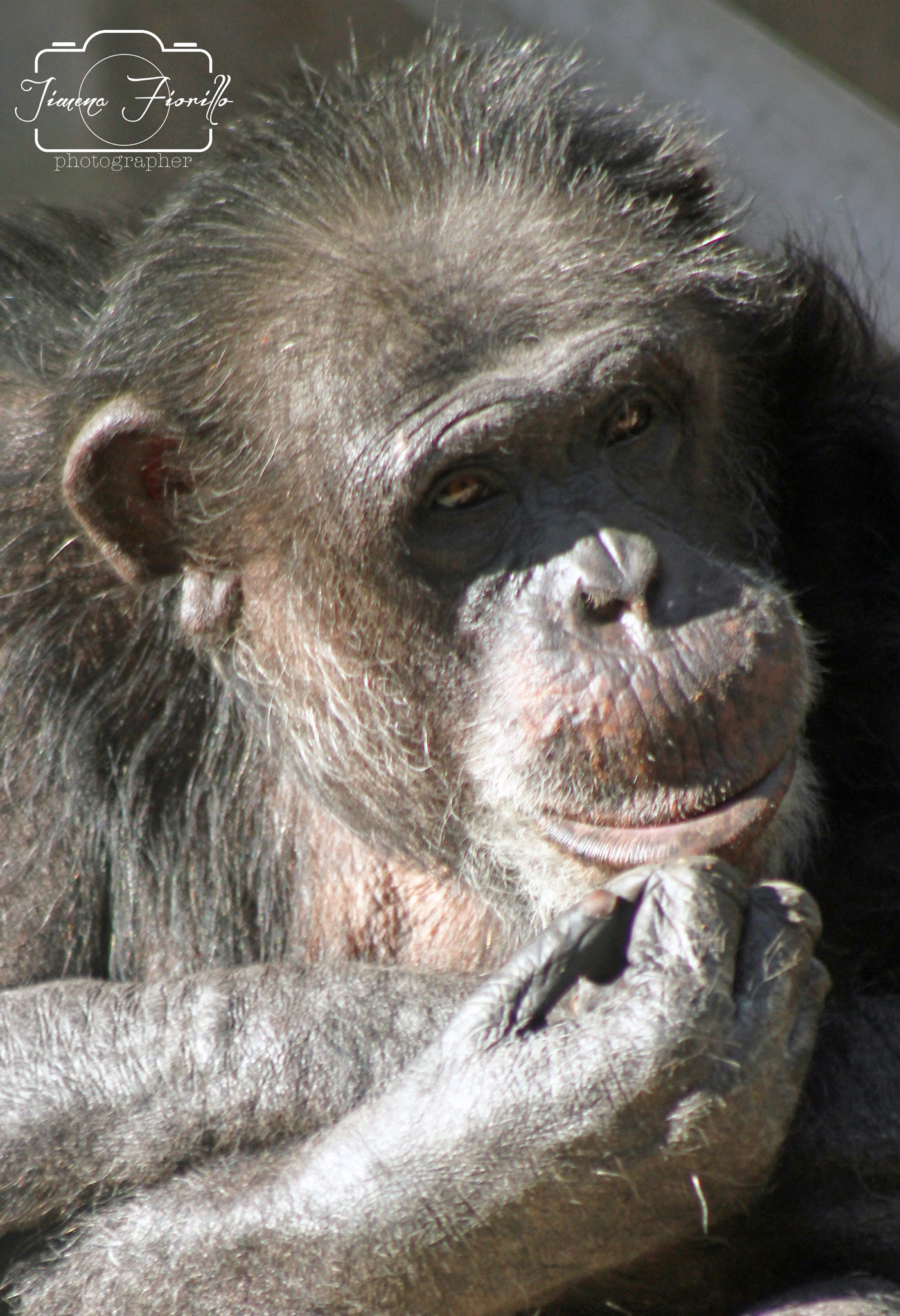 Canon EOS 7D + EF75-300mm f/4-5.6 sample photo. Ex zoo porteÑo- ciudad autÓnoma de buenos aires photography