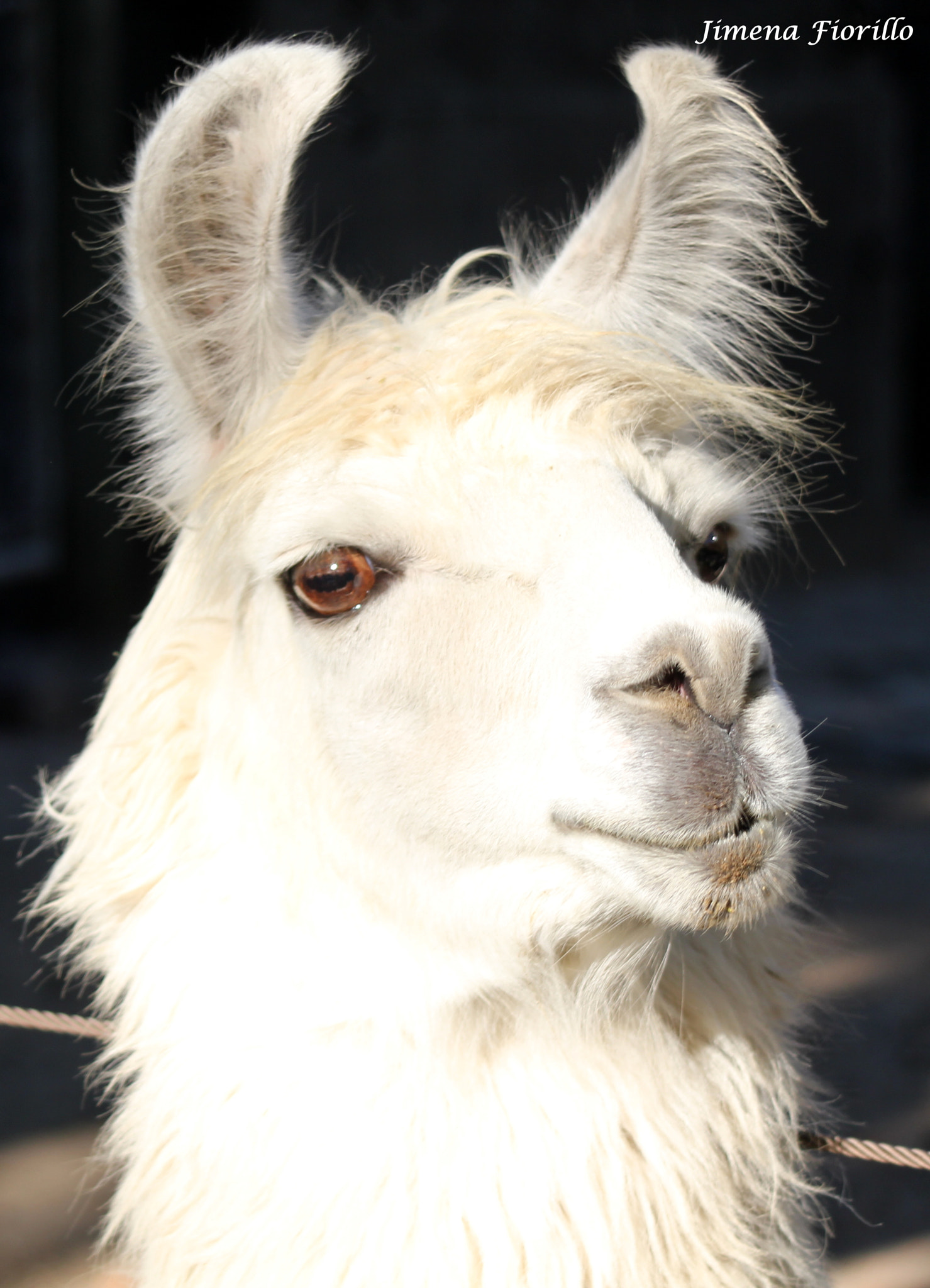 Canon EOS 550D (EOS Rebel T2i / EOS Kiss X4) sample photo. Ex zoo porteÑo- ciudad autÓnoma de buenos aires photography