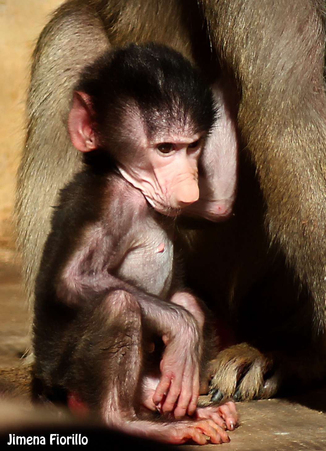 Canon EF 80-200mm F4.5-5.6 II sample photo. Ex zoo porteÑo- ciudad autÓnoma de buenos aires photography