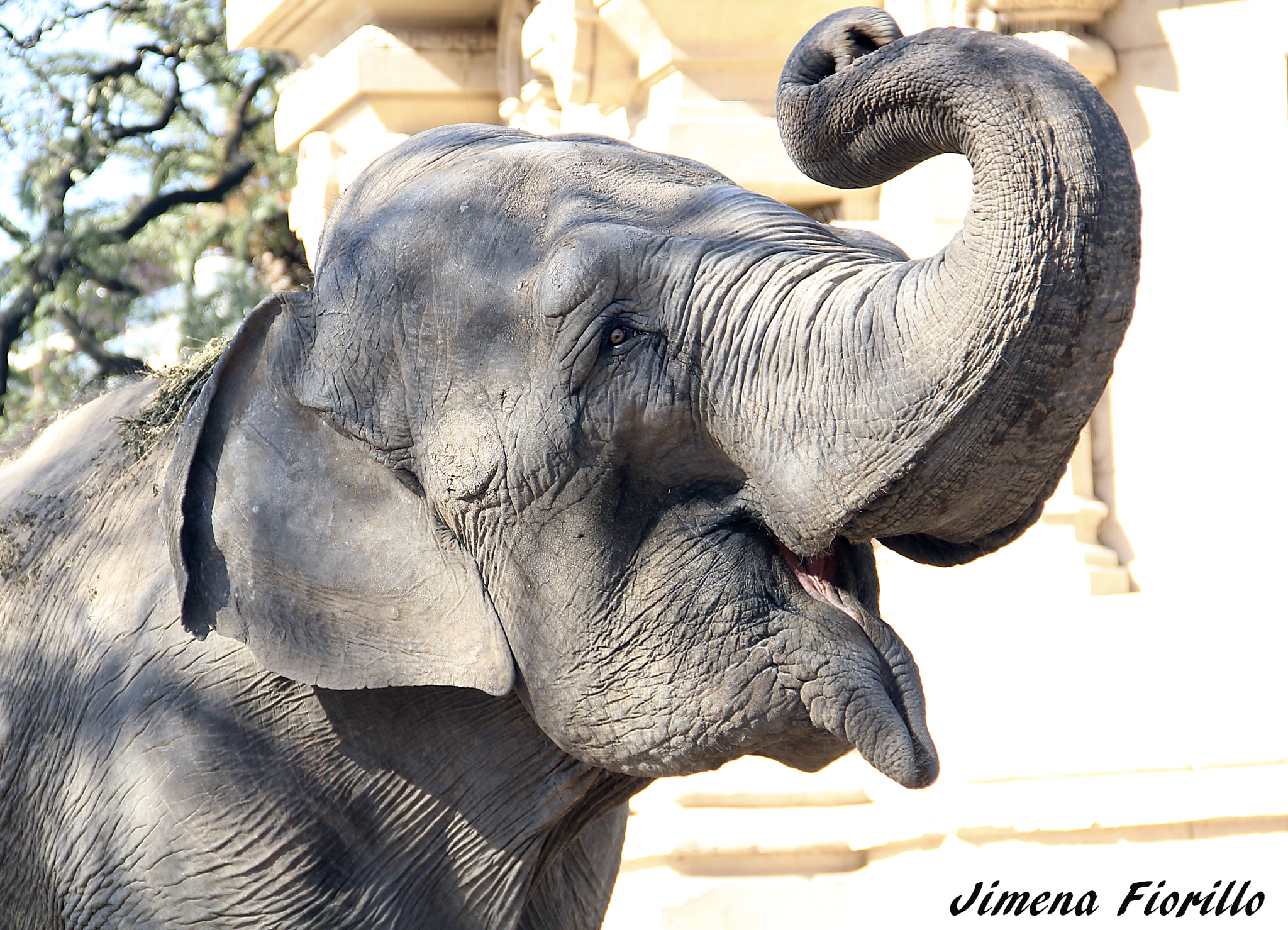 Canon EOS 550D (EOS Rebel T2i / EOS Kiss X4) sample photo. Mara- elefanta del ex zoo porteÑo- ciudad autÓnoma de buenos aires photography