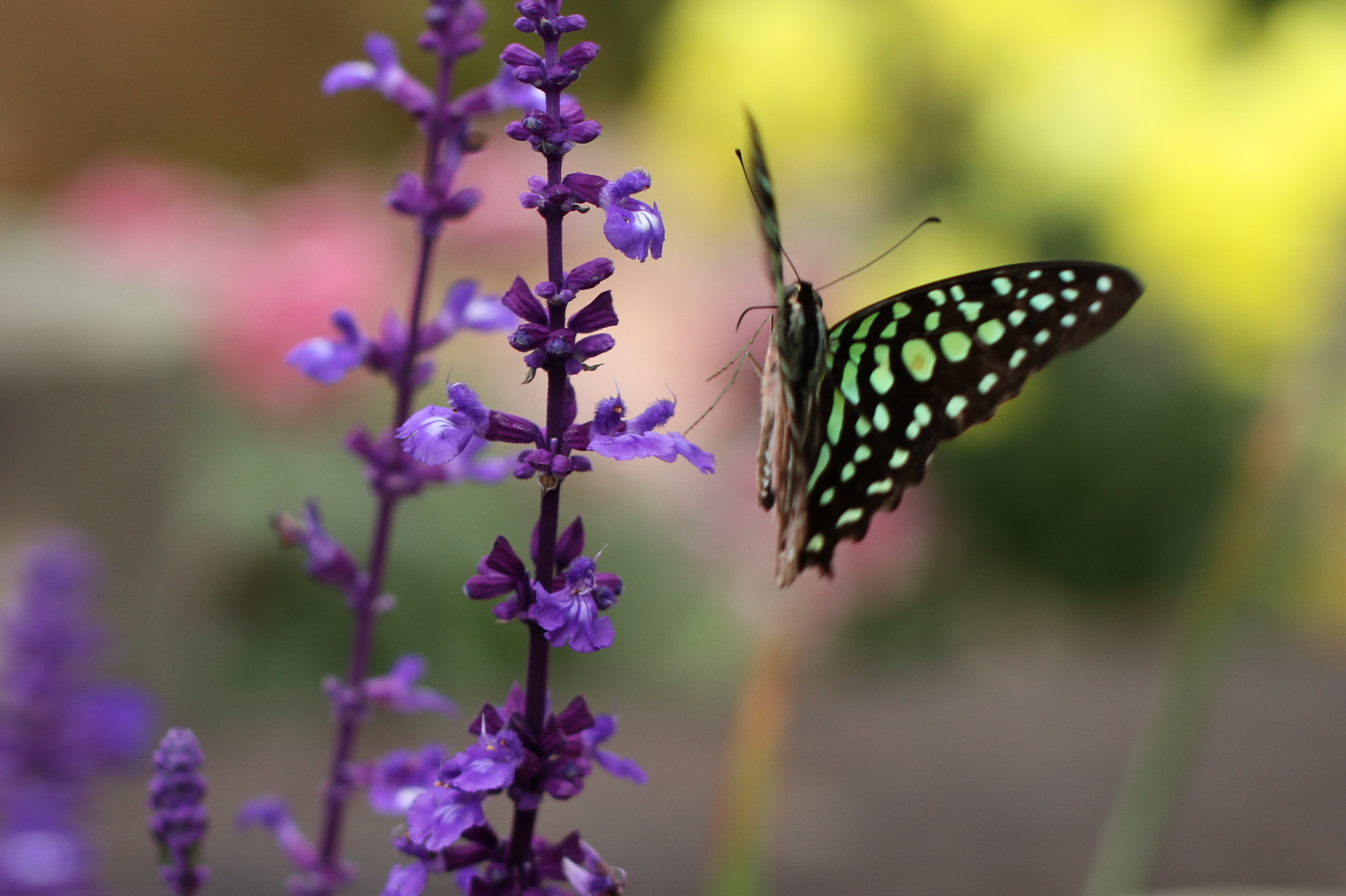 Canon EOS 7D + Tamron SP AF 60mm F2 Di II LD IF Macro sample photo. Dancing in the air photography