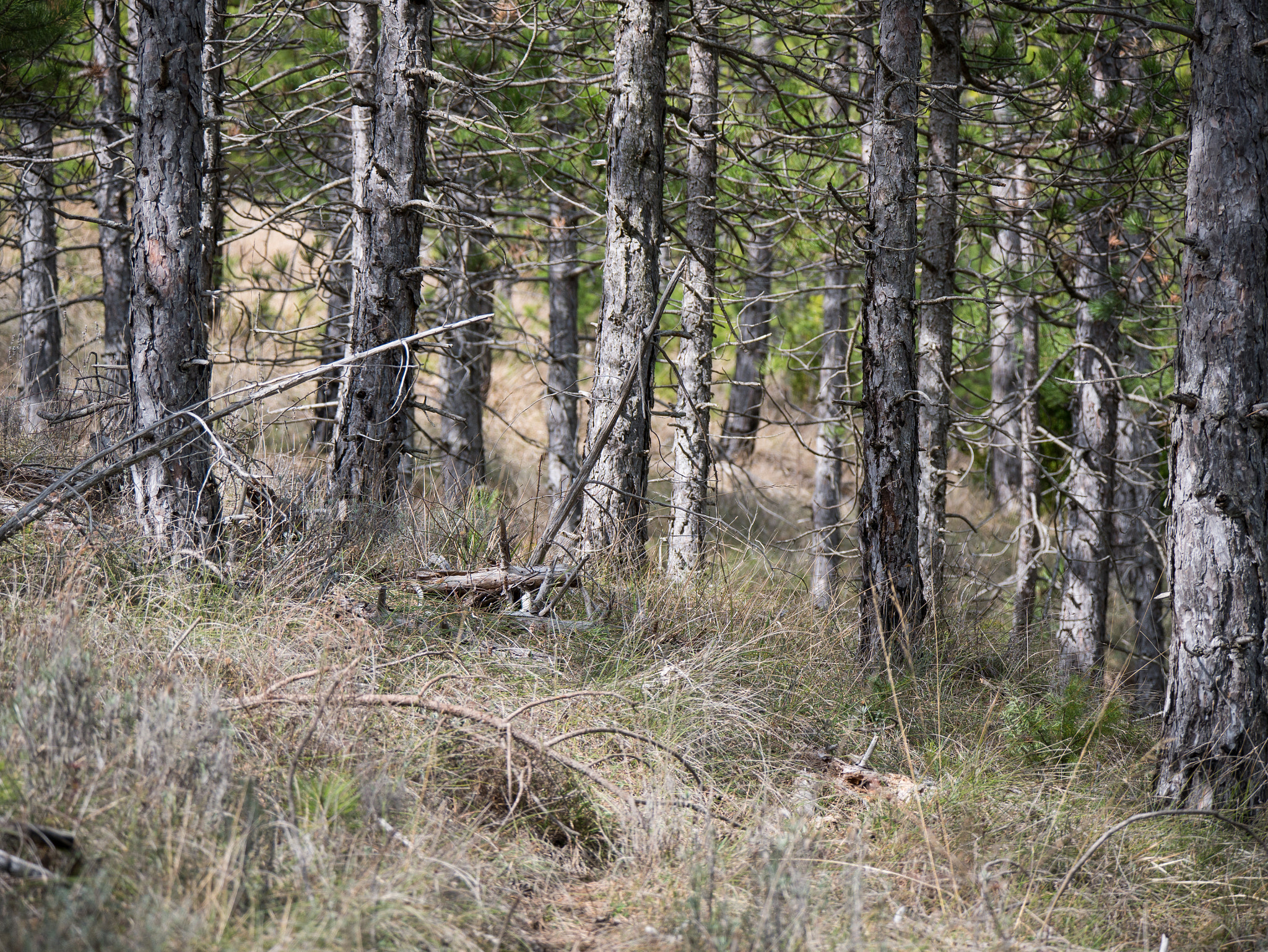 Panasonic Lumix DMC-G85 (Lumix DMC-G80) + LEICA DG 100-400/F4.0-6.3 sample photo. Mountain trees photography