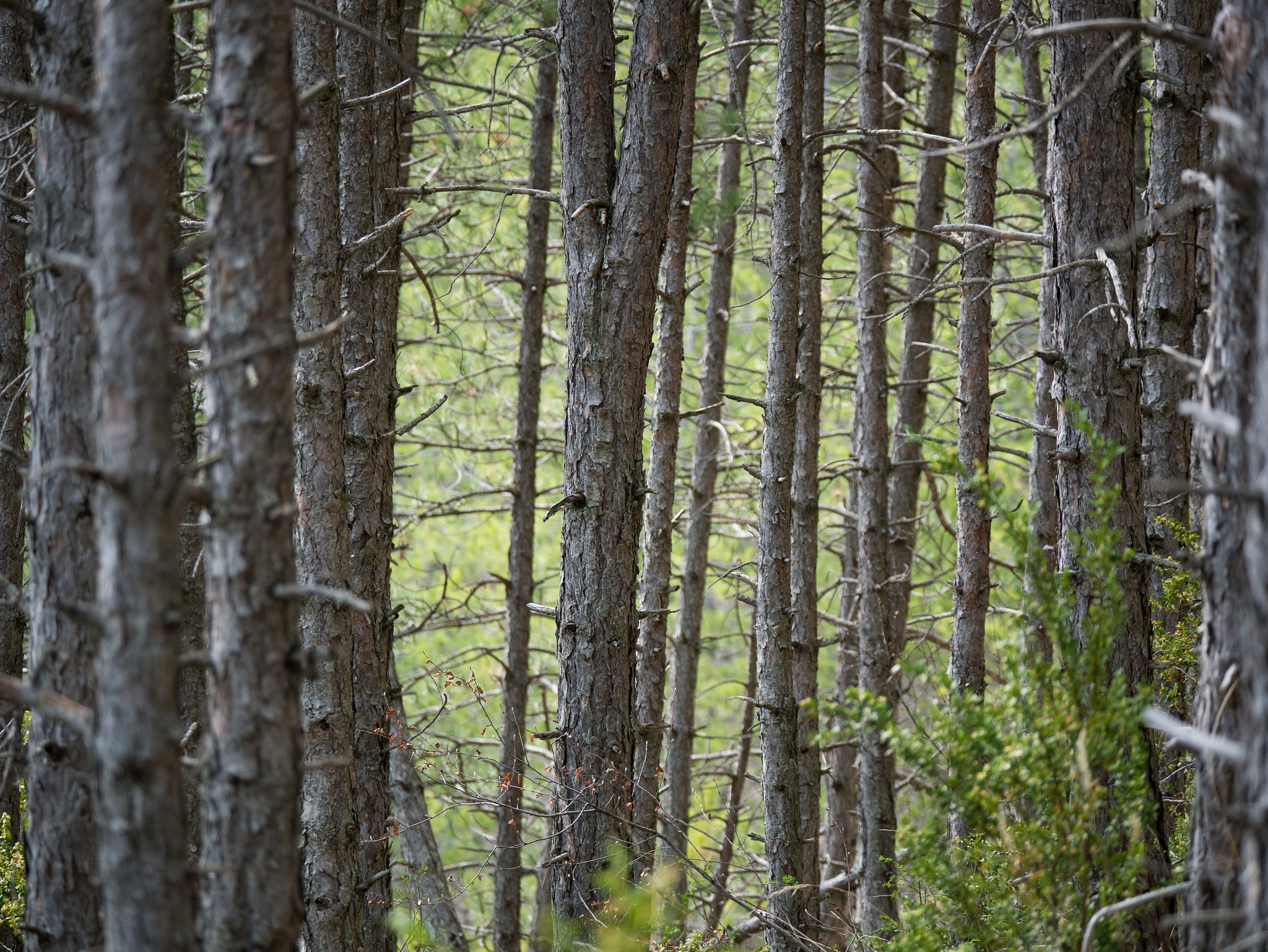 Panasonic Lumix DMC-G85 (Lumix DMC-G80) + LEICA DG 100-400/F4.0-6.3 sample photo. Mountain trees photography