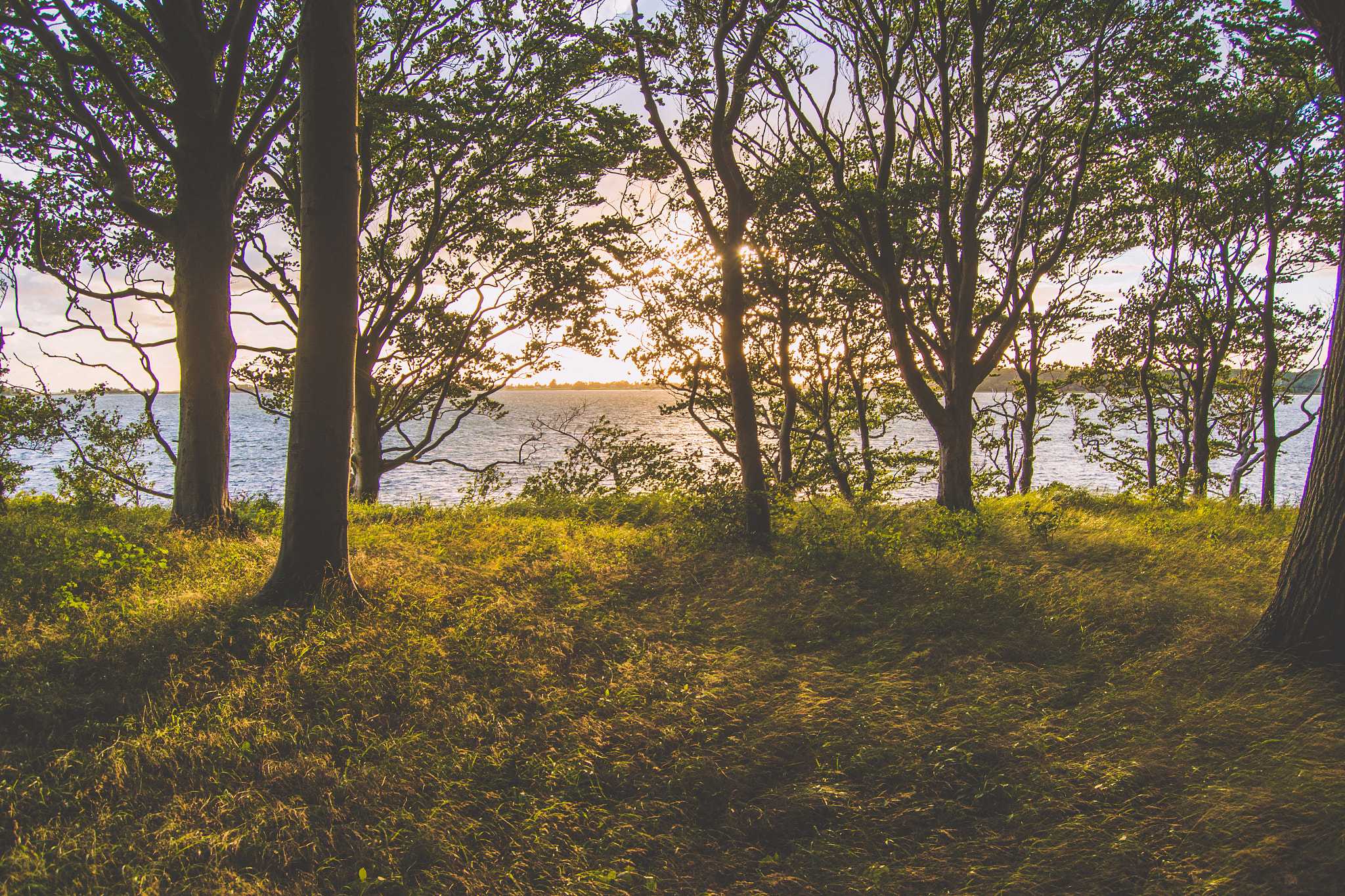 Nikon D800 sample photo. Sunshine in forest photography