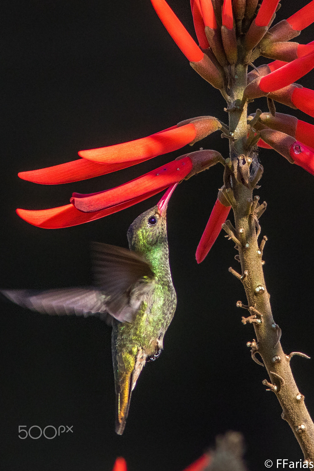 Canon EF 300mm F4L IS USM sample photo. Beija-flor-dourado (hylocharis chrysura) photography