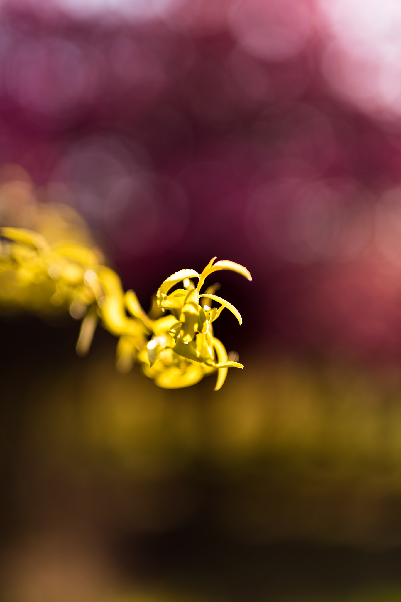 Sigma 50mm F1.4 DG HSM Art sample photo. Colors photography