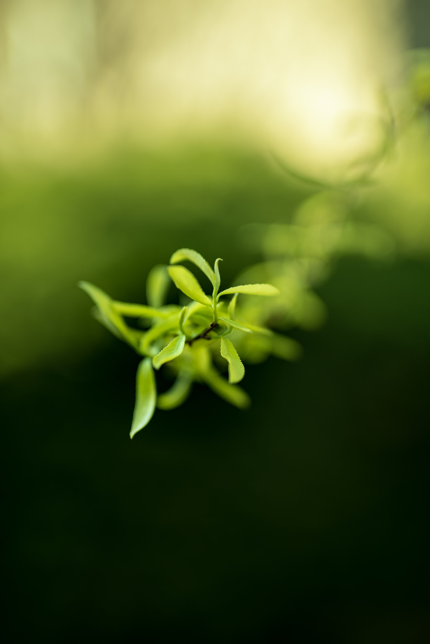 Sigma 50mm F1.4 DG HSM Art sample photo. Allgreen photography