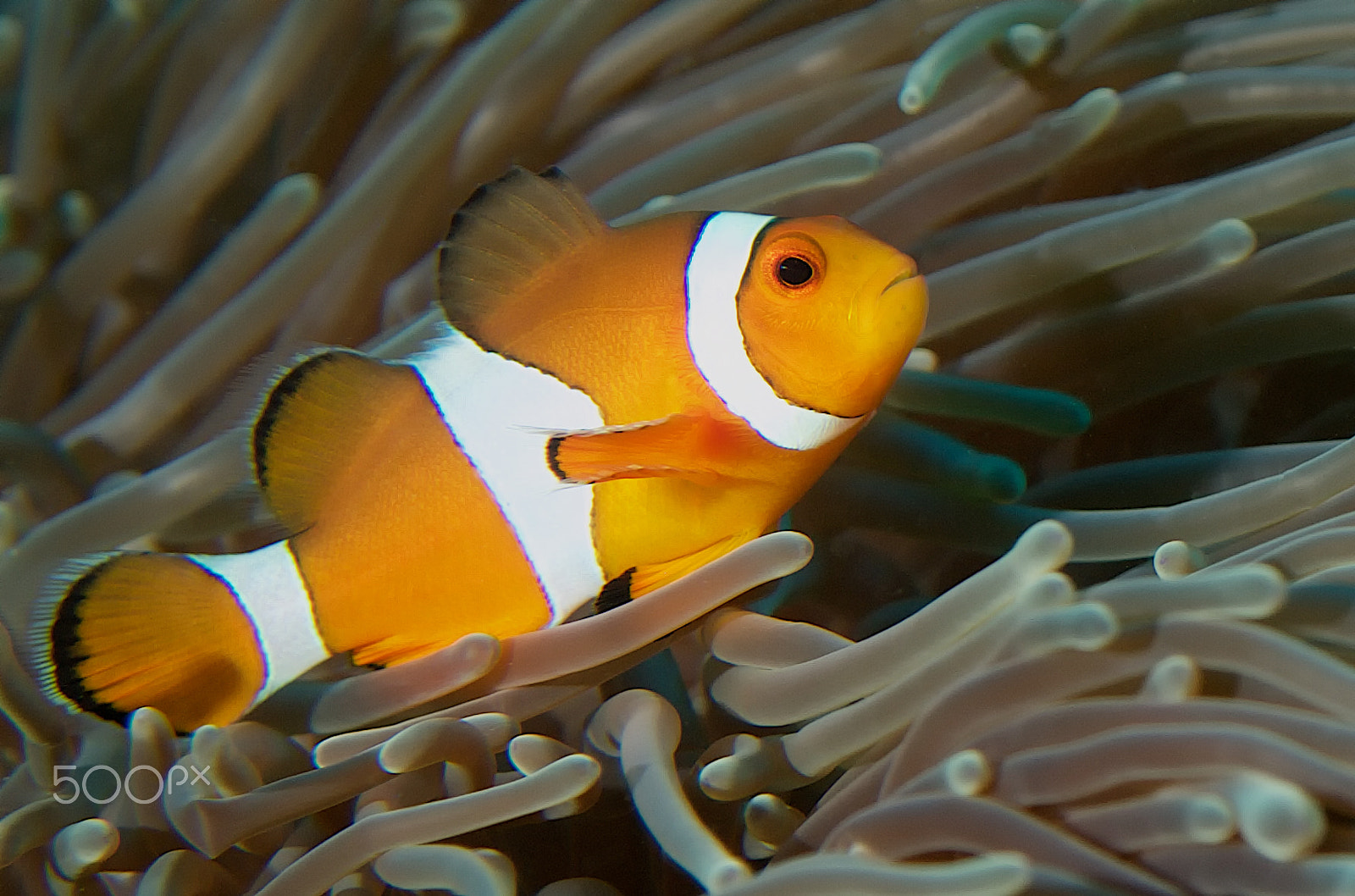 Olympus PEN E-PL1 sample photo. False clownfish photography