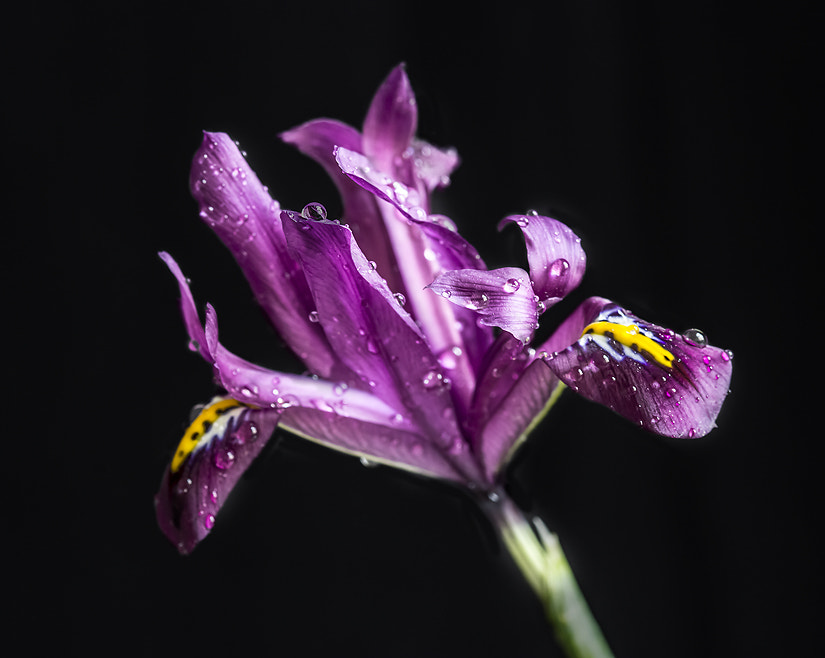 Canon EF 100mm F2.8 Macro USM sample photo. Iris photography