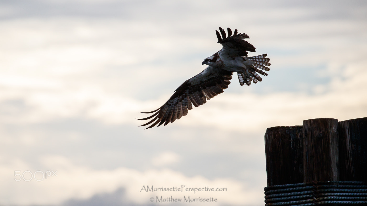 Canon EOS-1D X Mark II sample photo. Osprey launch photography