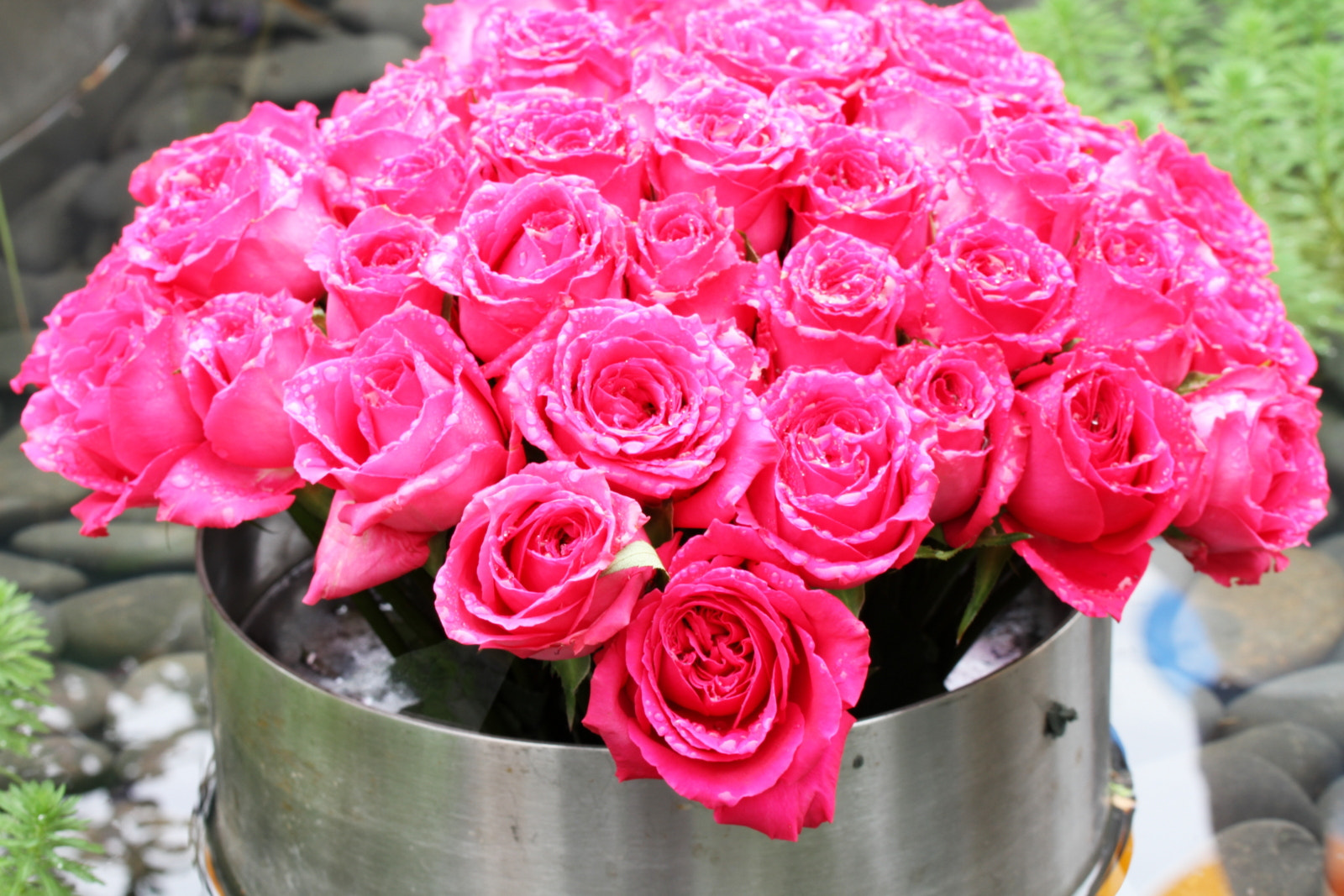 Canon EOS 7D + Tamron SP AF 60mm F2 Di II LD IF Macro sample photo. Roses in the pond photography