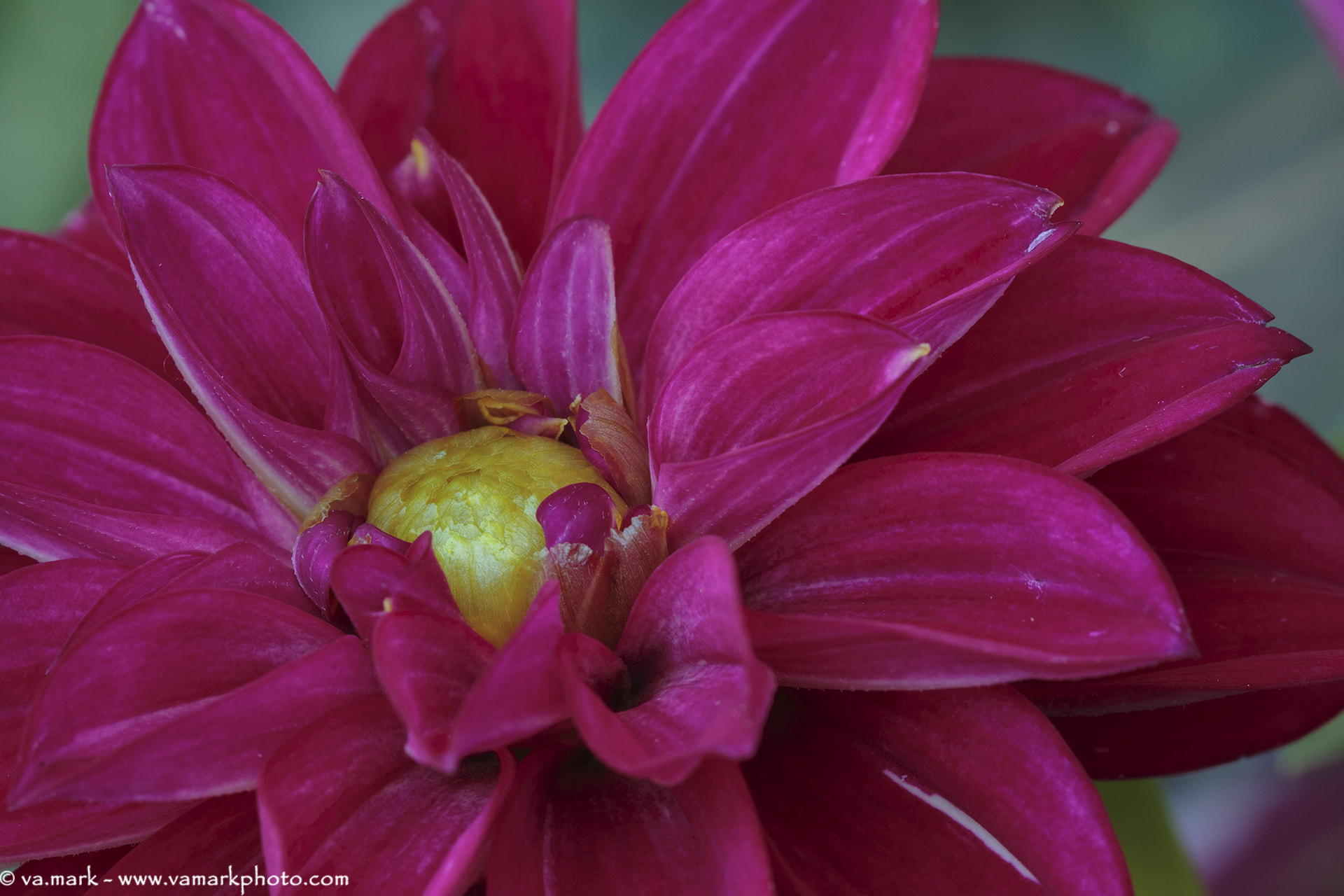 Canon EF 180mm F3.5L Macro USM sample photo. Spring photography