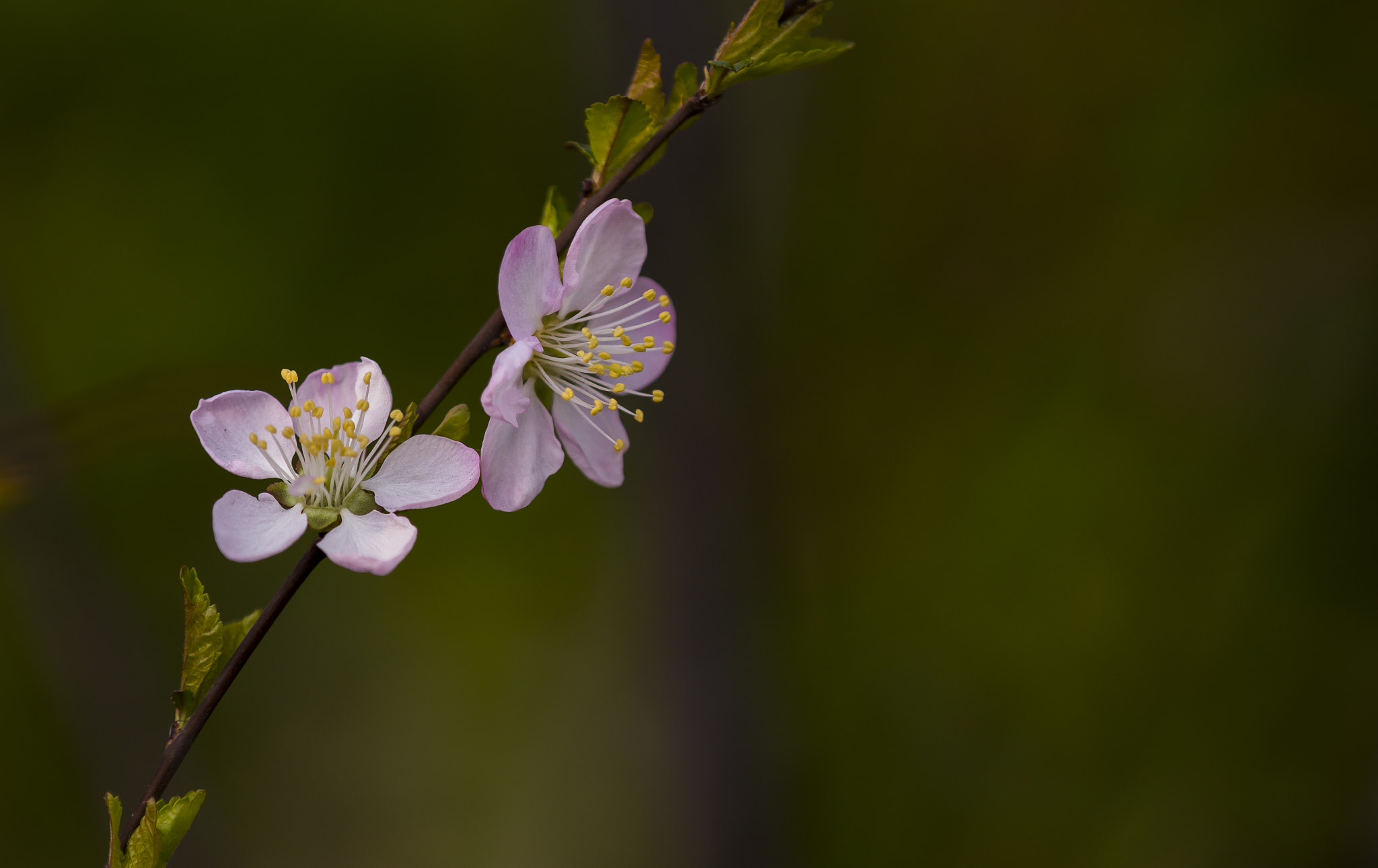 Canon EF 70-200mm F2.8L IS II USM sample photo