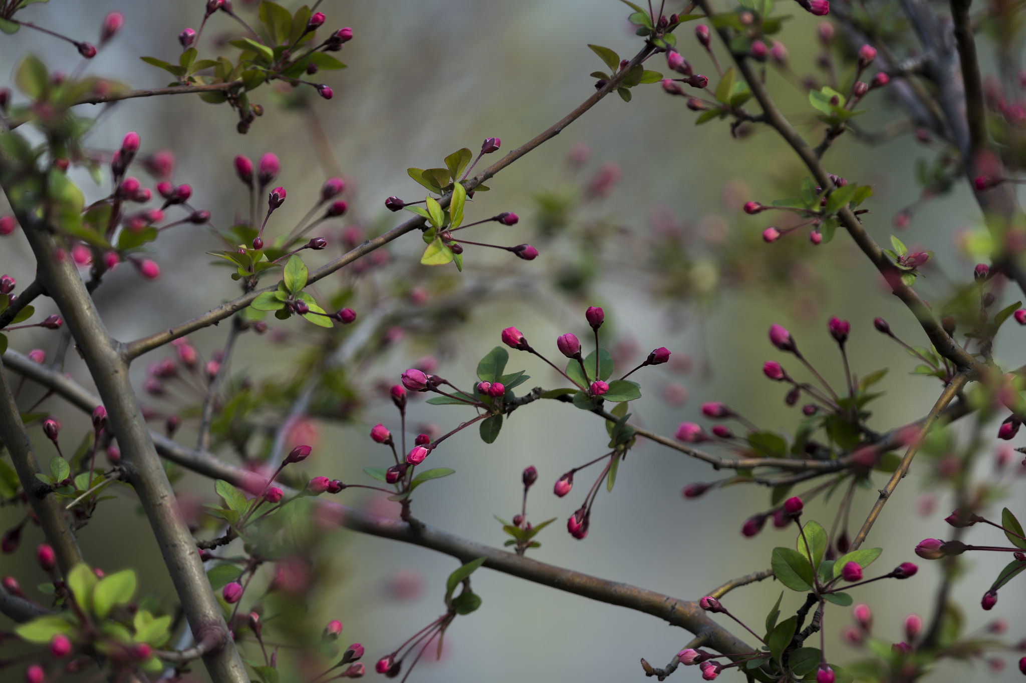 Canon EF 70-200mm F2.8L IS II USM sample photo