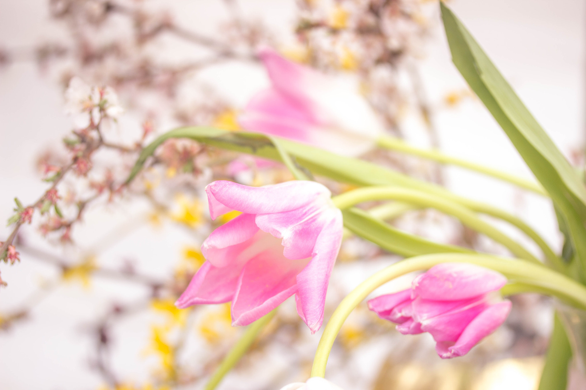 Canon EF-S 60mm F2.8 Macro USM sample photo. Tulips photography