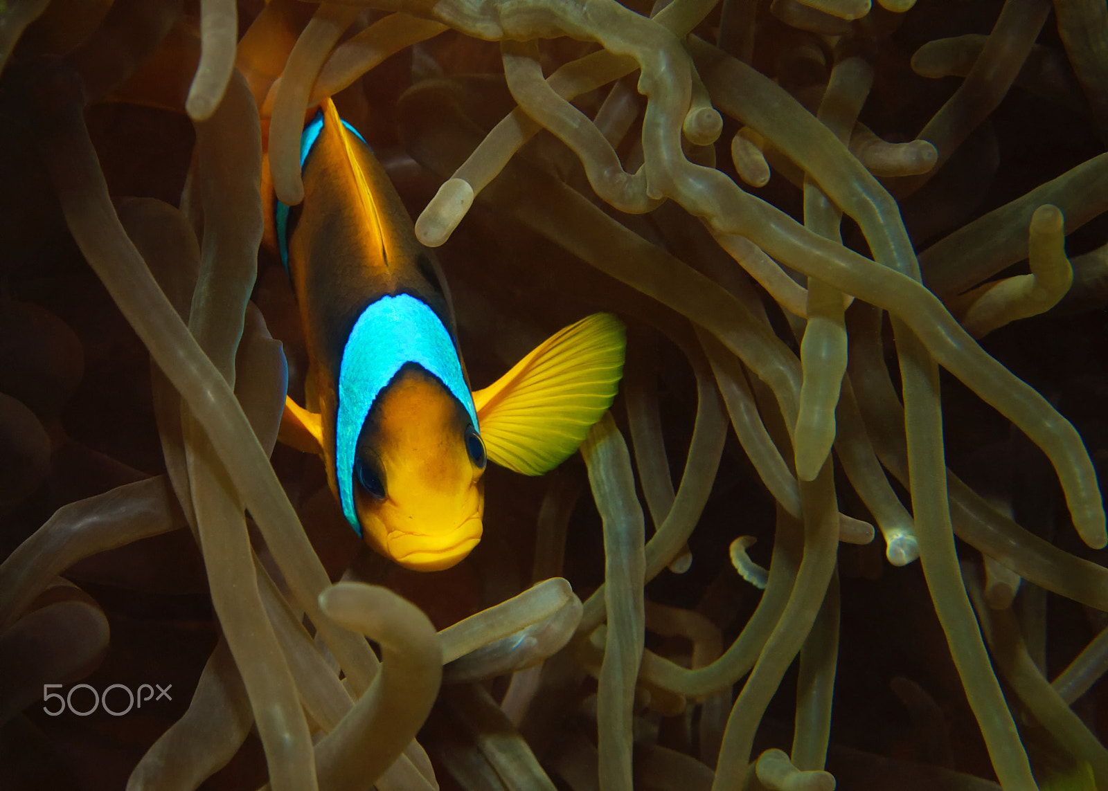 Olympus M.Zuiko Digital ED 14-42mm F3.5-5.6 sample photo. Red sea anemonefish photography