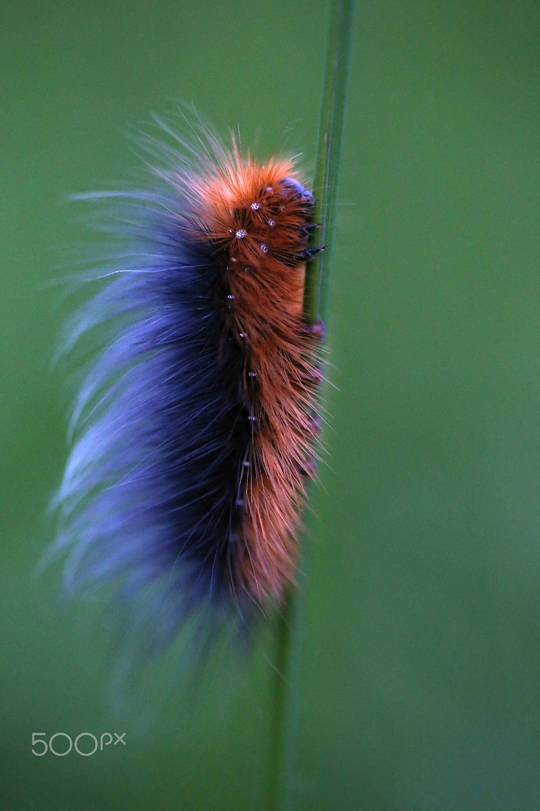 Canon EOS 6D + Tamron SP AF 90mm F2.8 Di Macro sample photo. Punk`s not dead photography