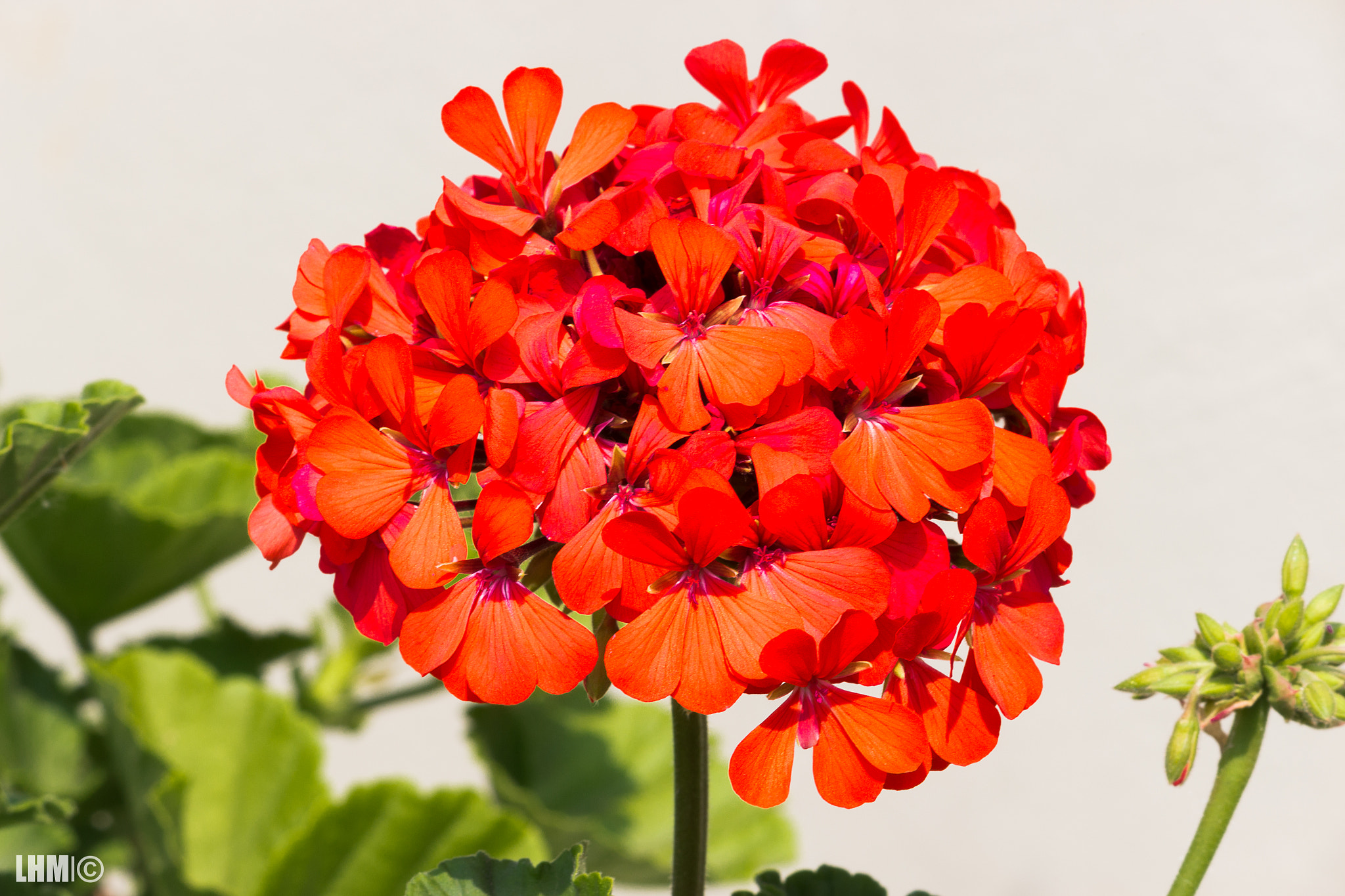 Canon EF-S 55-250mm F4-5.6 IS II sample photo. Natural buquê photography
