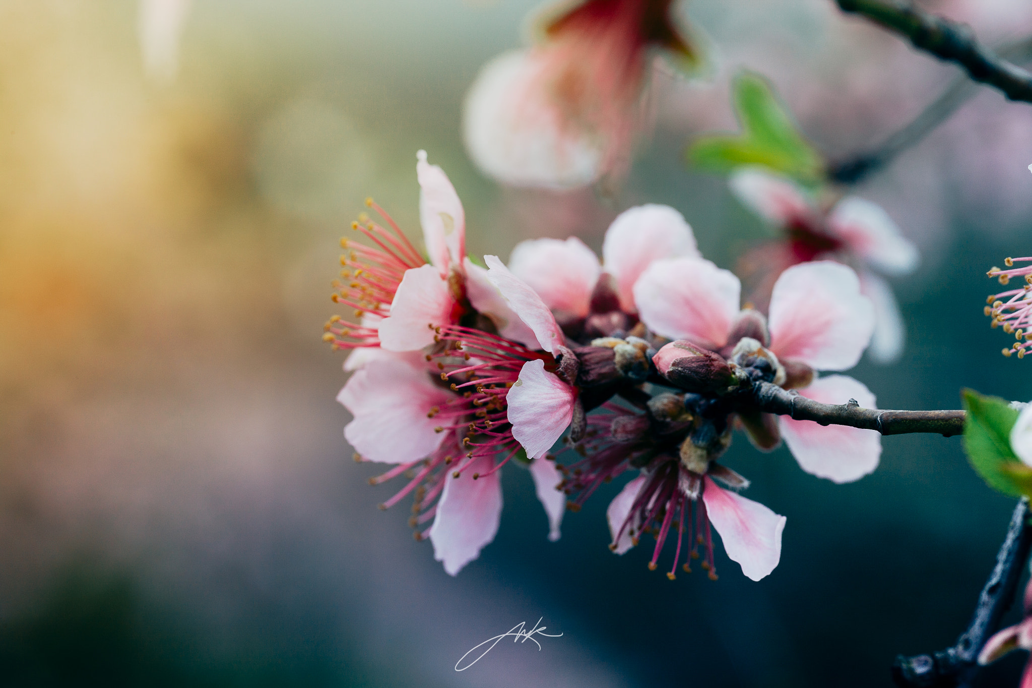 Canon EOS-1Ds Mark III sample photo. Spring photography