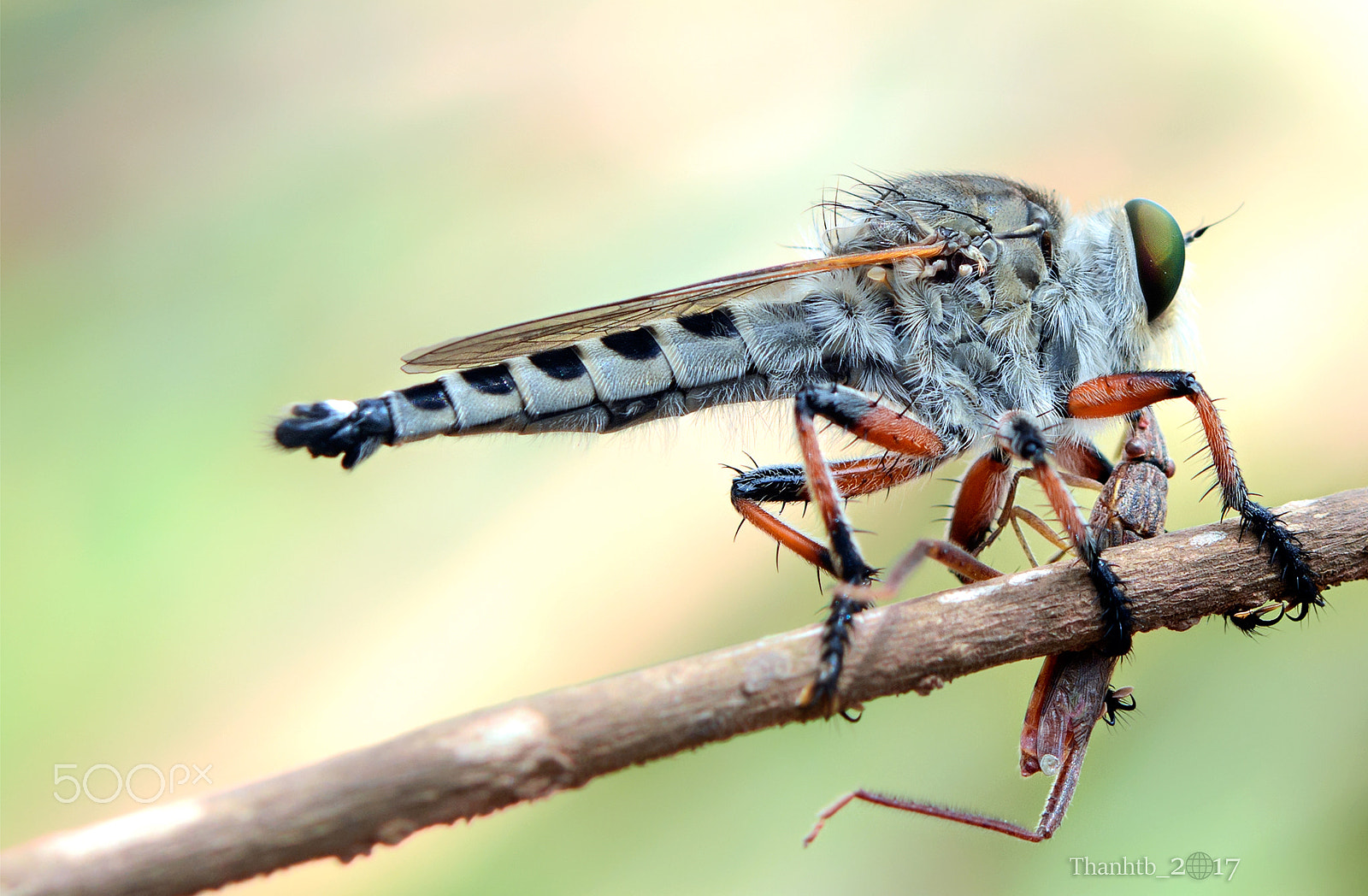 Nikon AF-S Micro-Nikkor 60mm F2.8G ED sample photo. Hunting photography