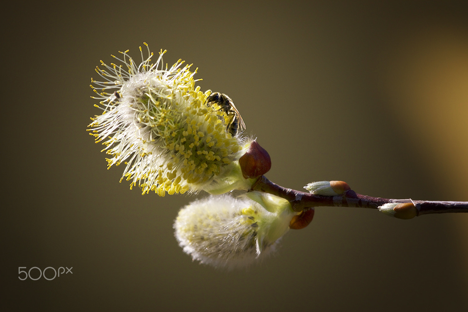Sigma APO Macro 150mm f/2.8 EX DG HSM sample photo. Sunshine working photography