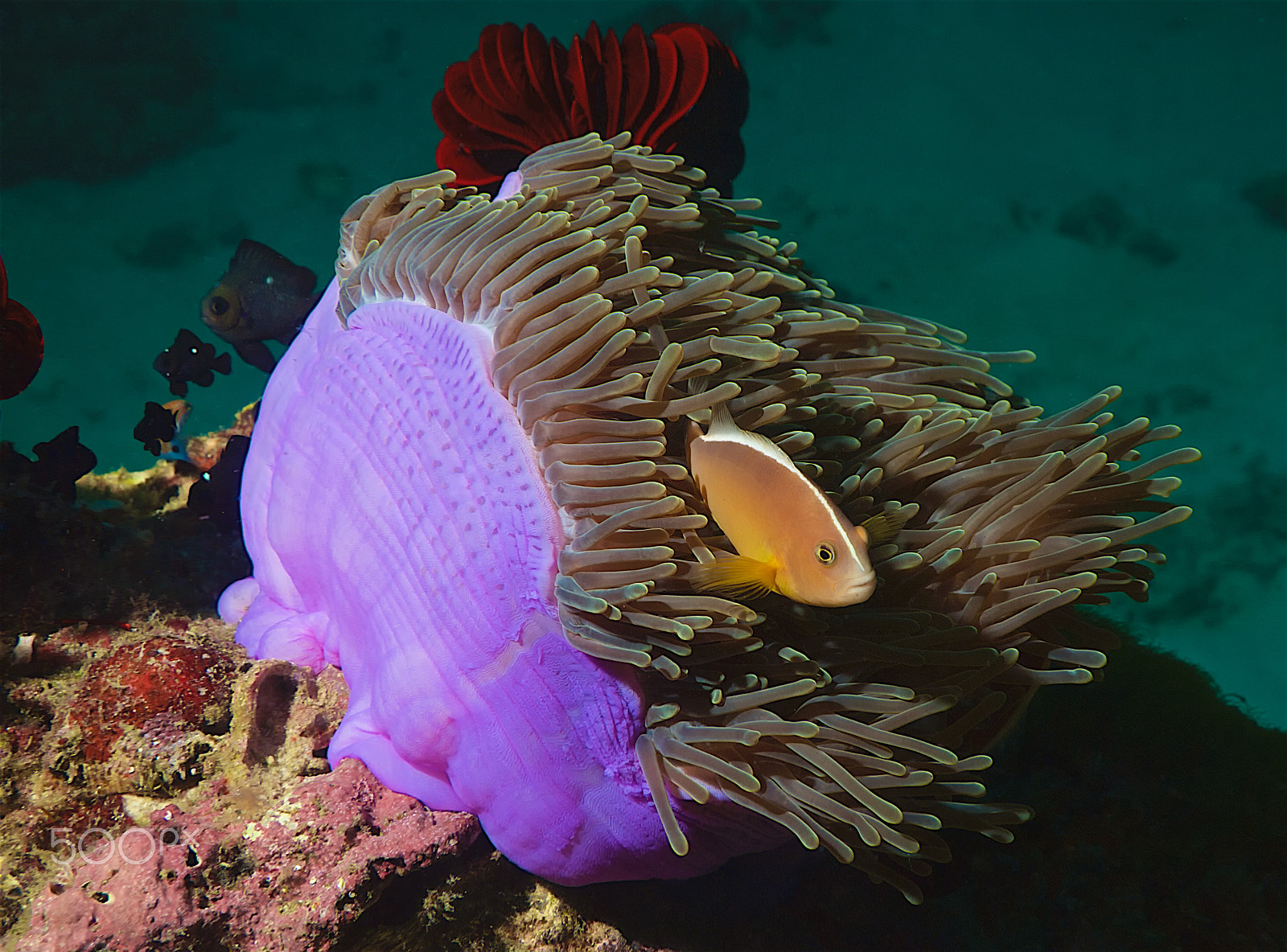 Olympus PEN E-PL1 sample photo. Pink anemonefish photography
