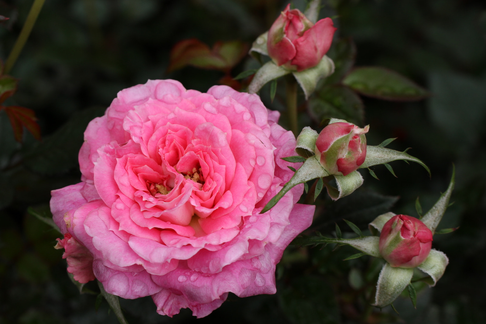 Tamron SP AF 60mm F2 Di II LD IF Macro sample photo. Red roses photography