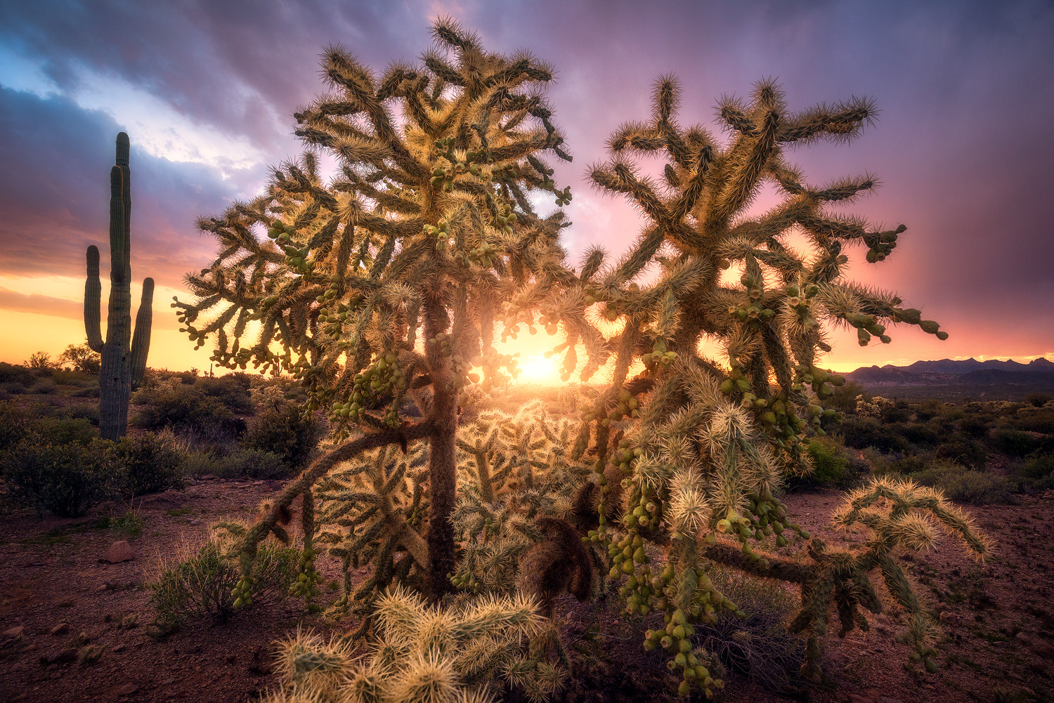 Nikon D810 sample photo. A sunset in the desert photography