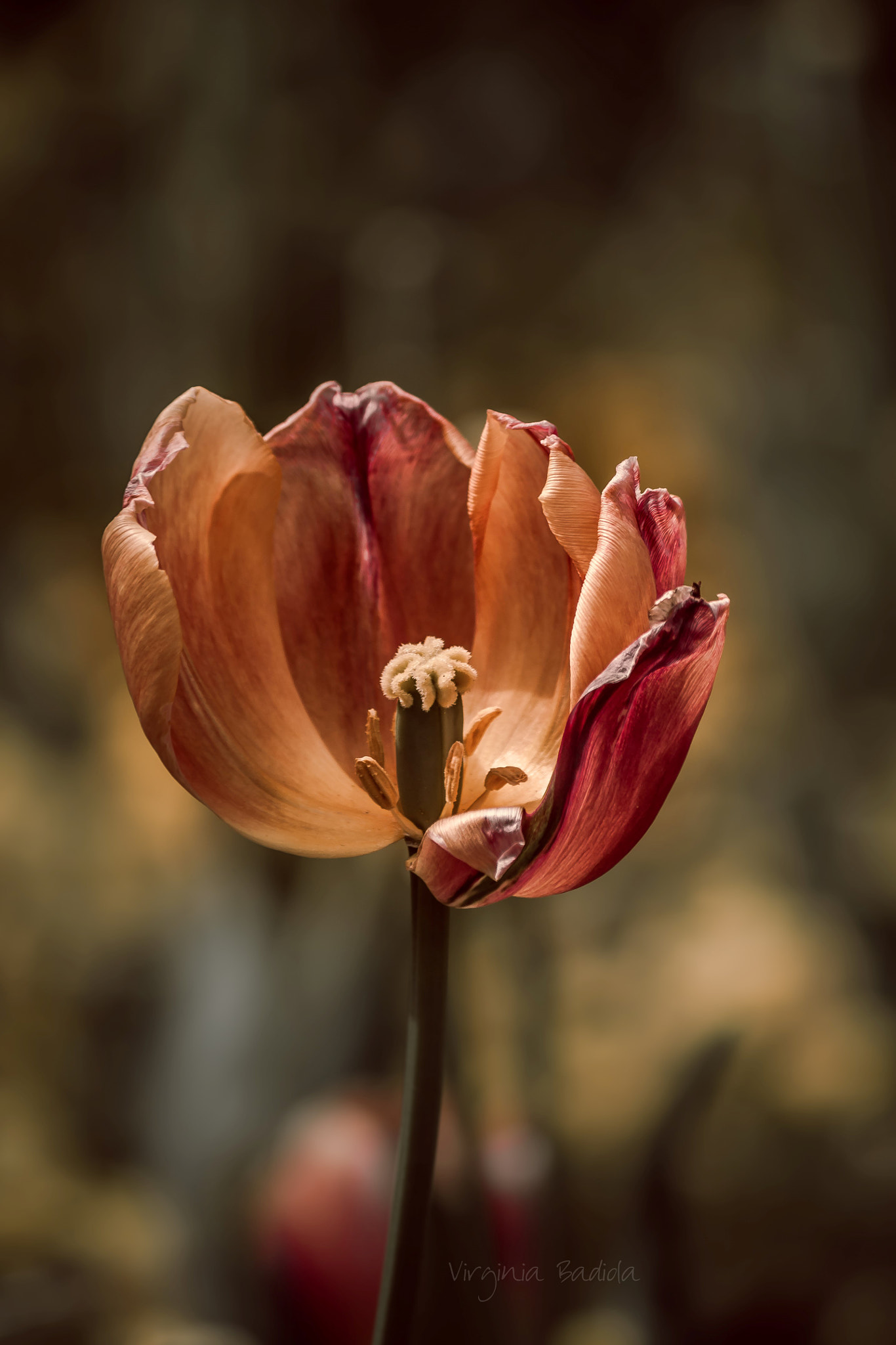 Canon EF-S 55-250mm F4-5.6 IS II sample photo. *** photography