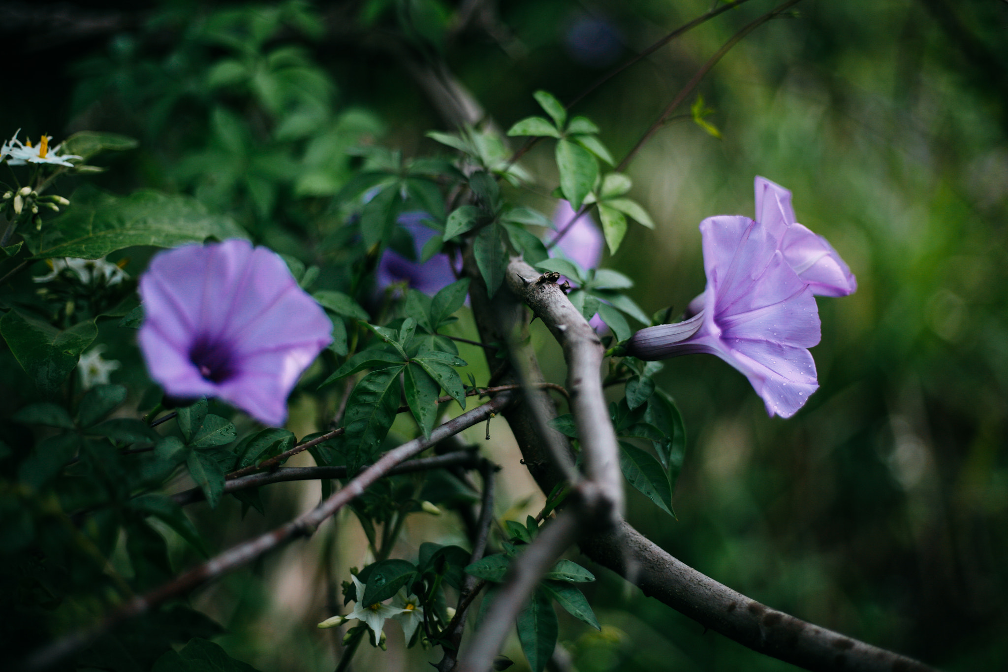 Canon EOS 5D + Canon EF 50mm F1.8 STM sample photo