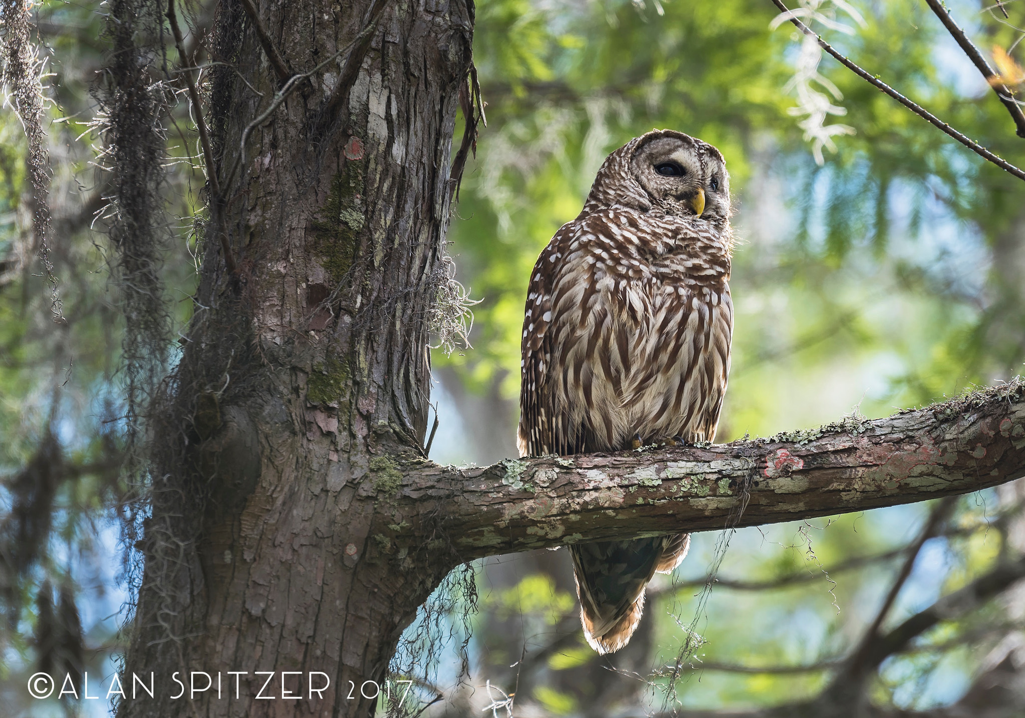 Nikon D810 sample photo. Barred owl, loxahatchee wildlife refuge, fl. photography