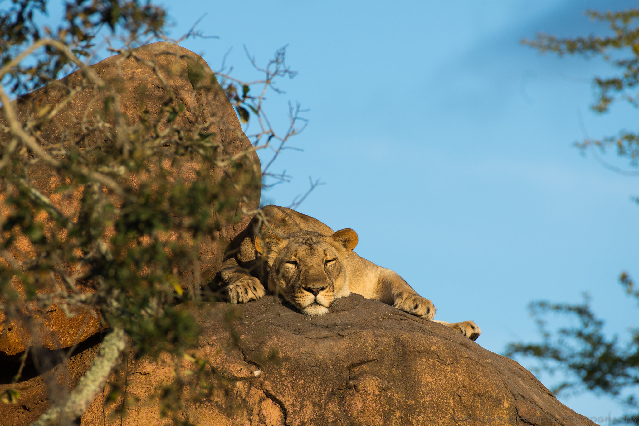 Nikon AF-S Nikkor 200-500mm F5.6E ED VR sample photo. Lioness photography