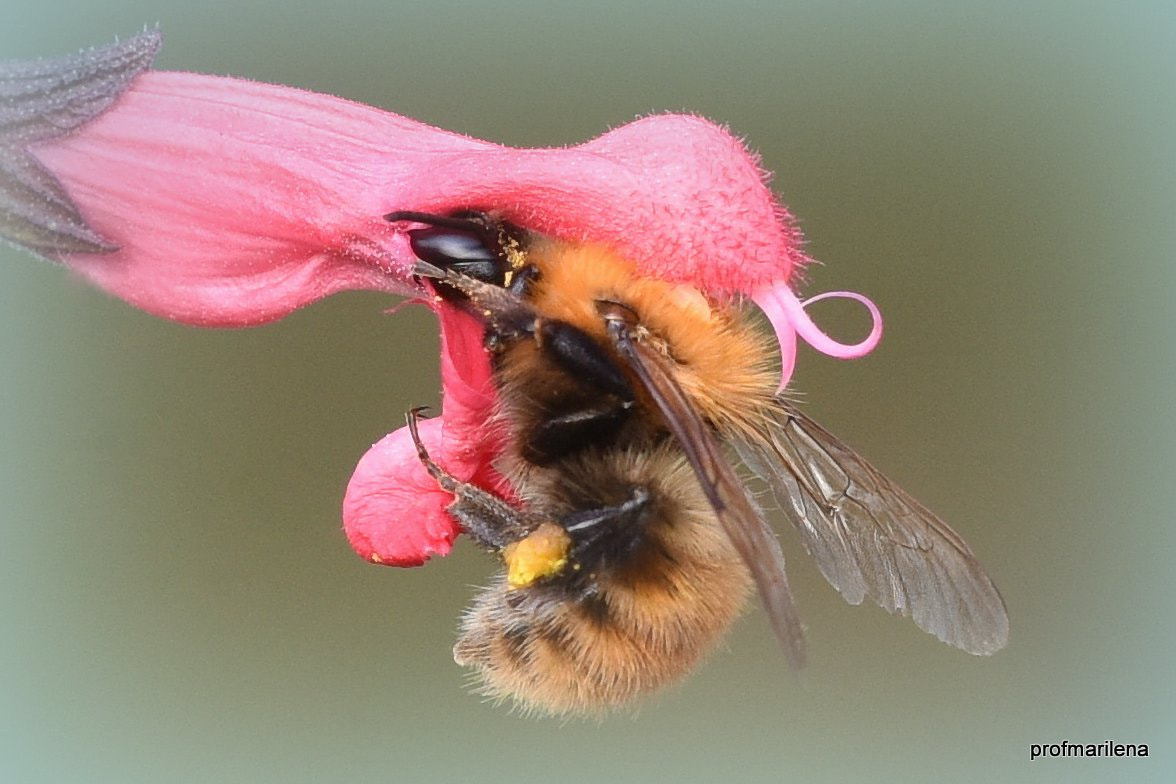 Sigma 150mm F2.8 EX DG OS Macro HSM sample photo. A difficult job photography