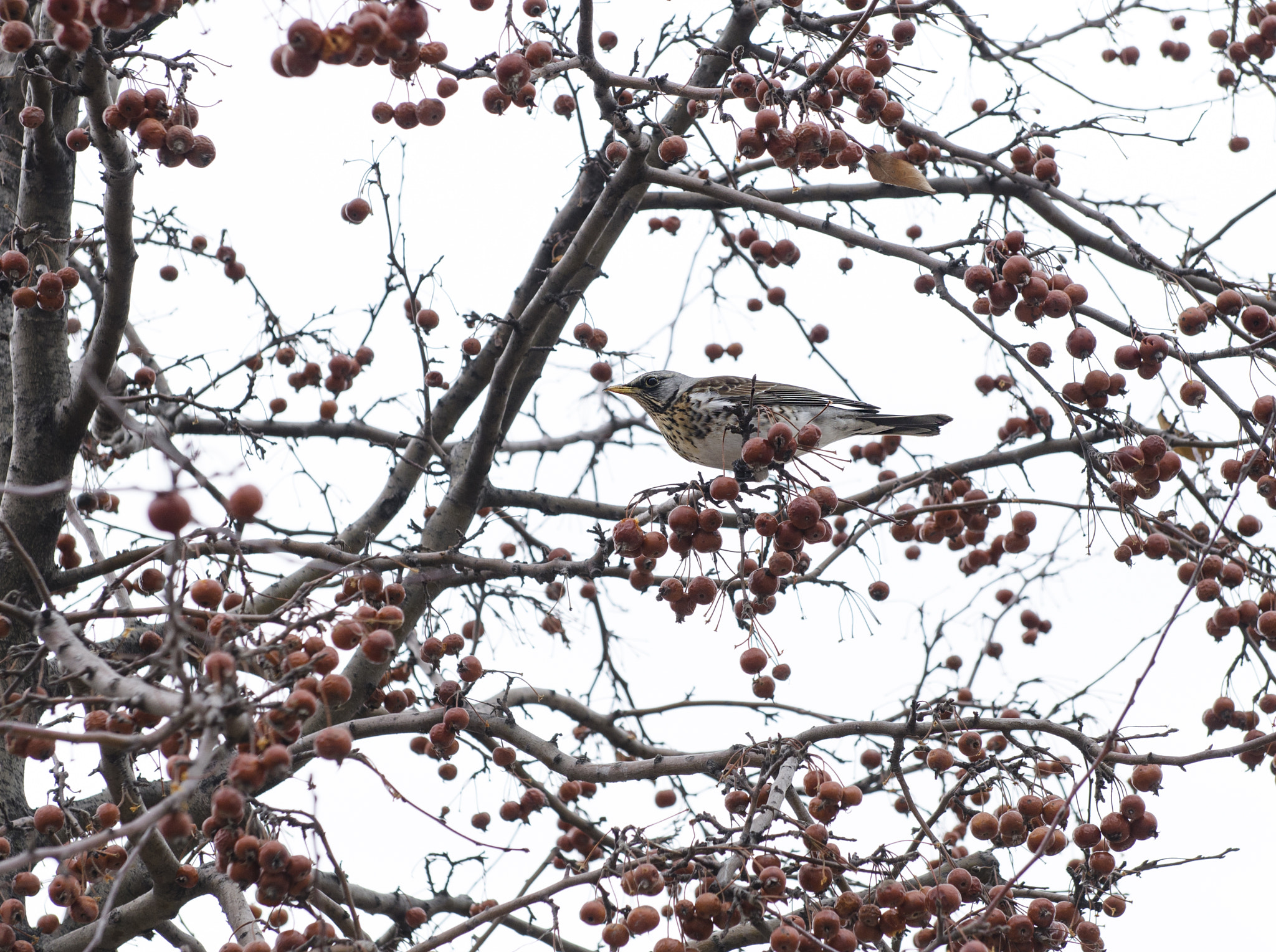 Nikon D7000 sample photo. Spring came and birds flew photography