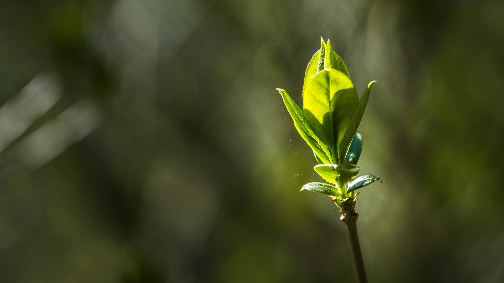 Sony a6000 + Sony FE 90mm F2.8 Macro G OSS sample photo. Into the light... photography