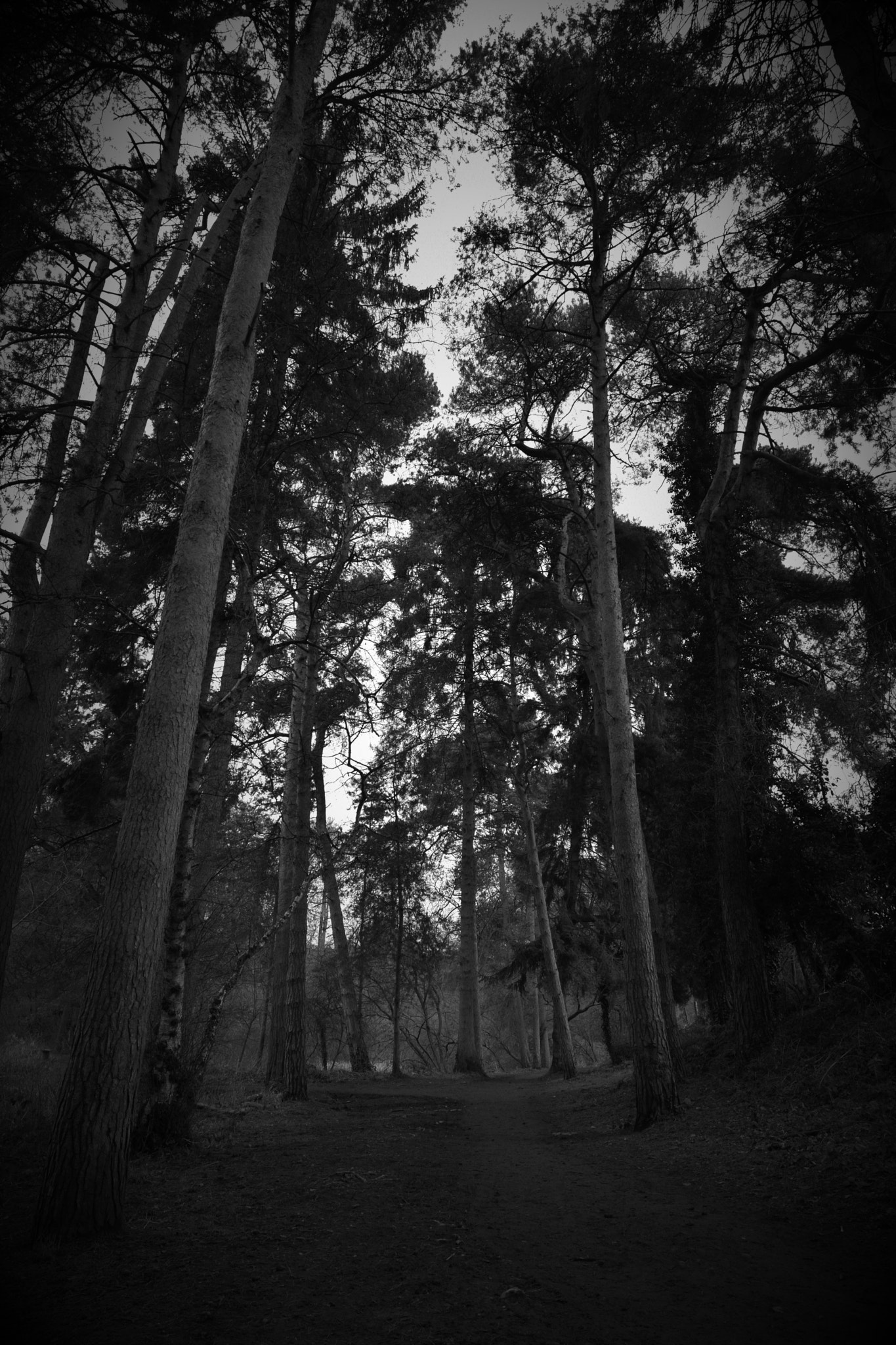 Nikon D3300 sample photo. Up through the trees photography