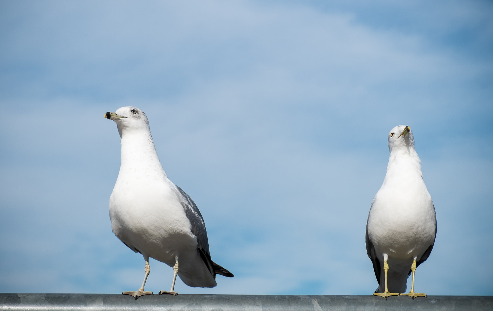 Fujifilm X-M1 sample photo. Seagulls photography