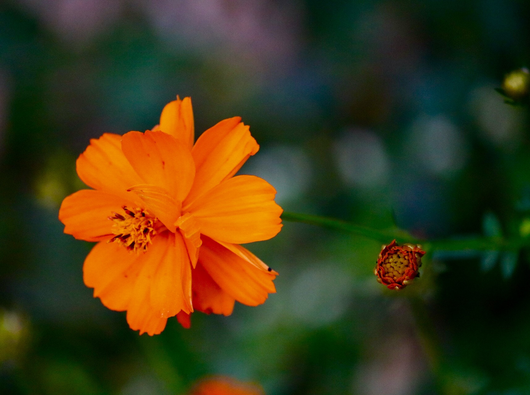 Canon EOS 760D (EOS Rebel T6s / EOS 8000D) sample photo. Flower photography