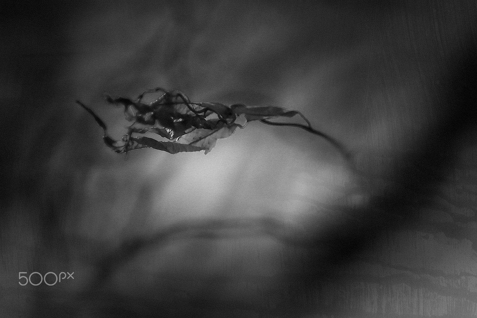 Canon EOS 600D (Rebel EOS T3i / EOS Kiss X5) + Canon EF 200mm f/2.8L sample photo. Twig in the dark photography