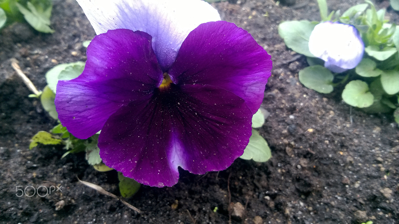 Nokia Lumia 735 sample photo. Flower photography