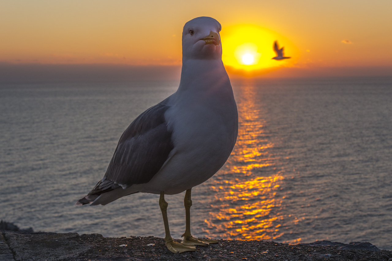 Canon EF-S 18-55mm F3.5-5.6 IS sample photo. Piumetta gabbiano docile...tramonto photography