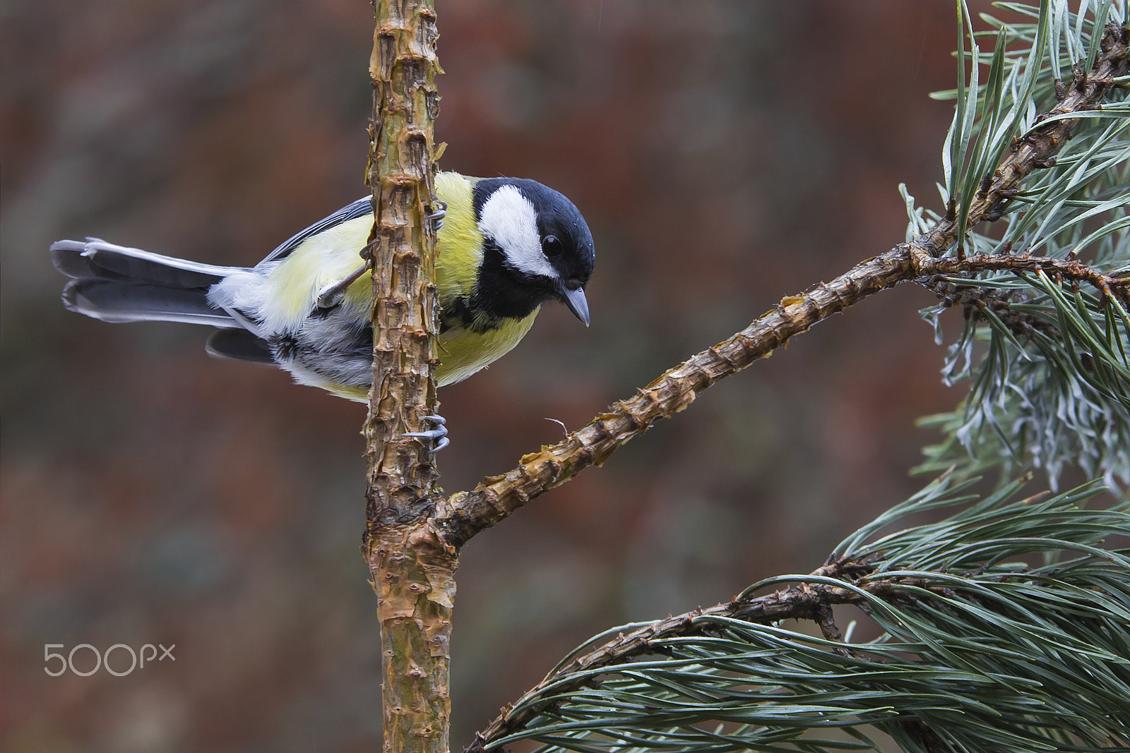 Sigma 70-200mm F2.8 EX DG OS HSM sample photo. Talitiainen great tit photography