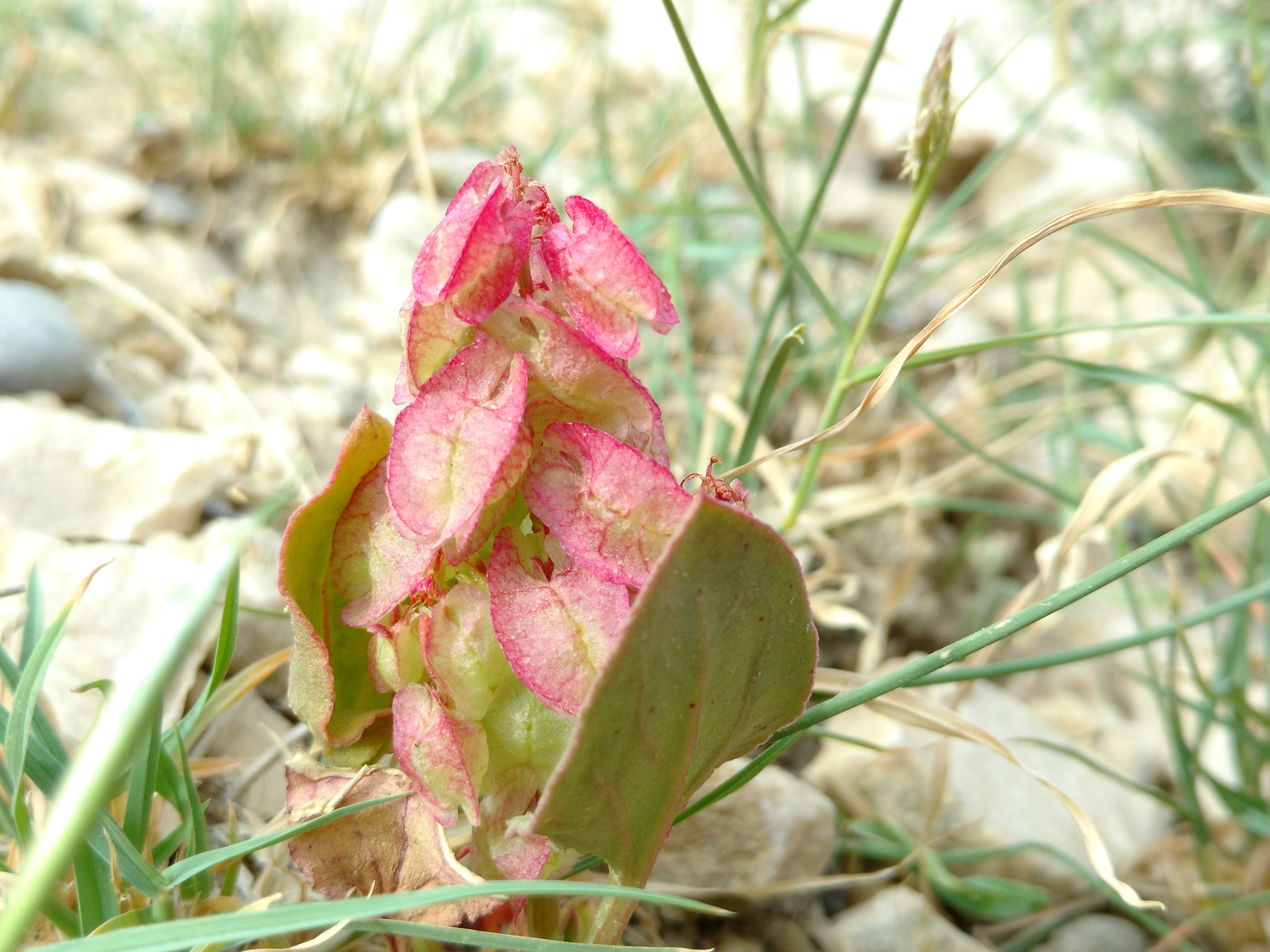 Motorola XT1563 sample photo. Wild flower photography