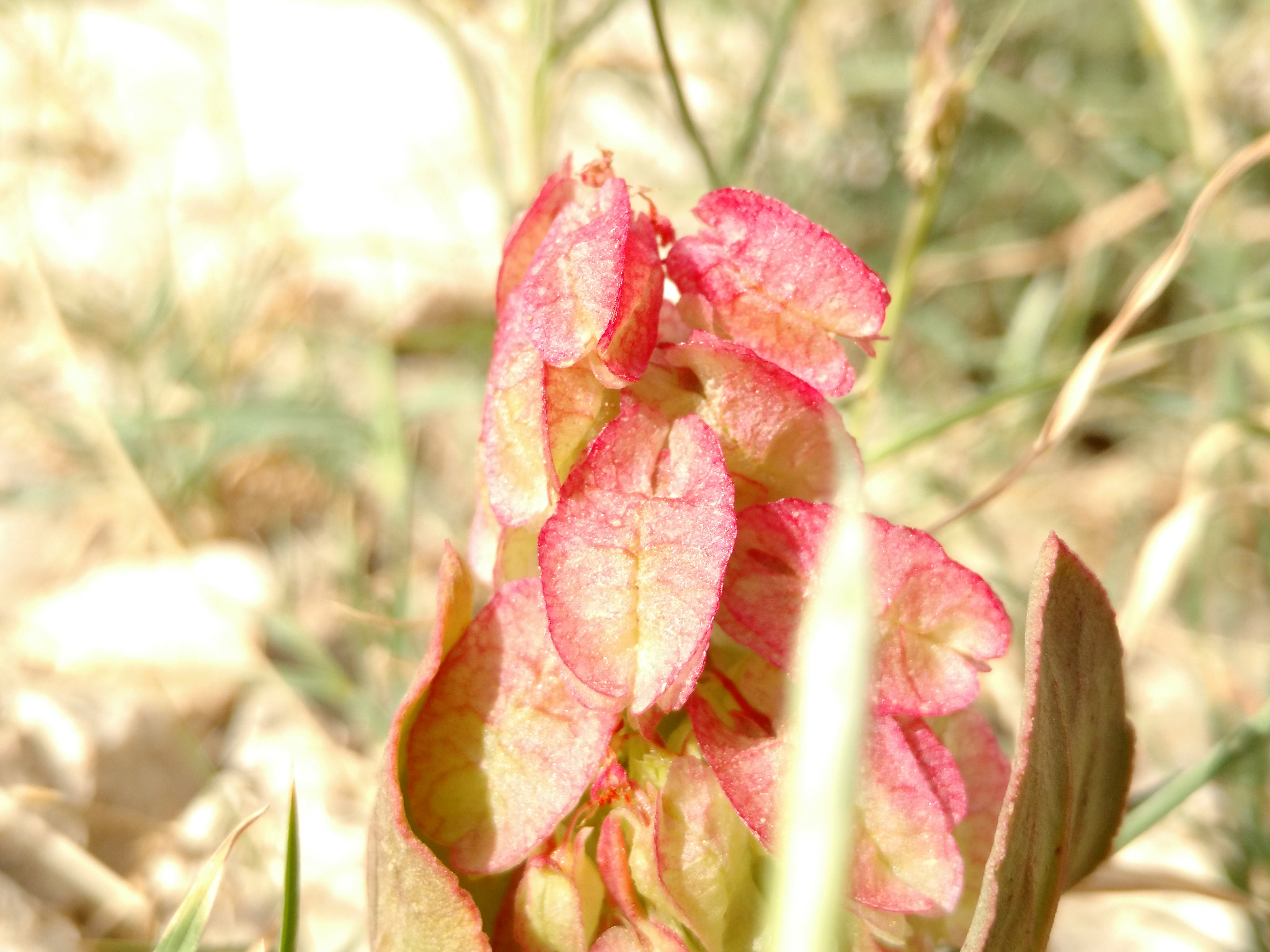 Motorola XT1563 sample photo. Wild flower photography