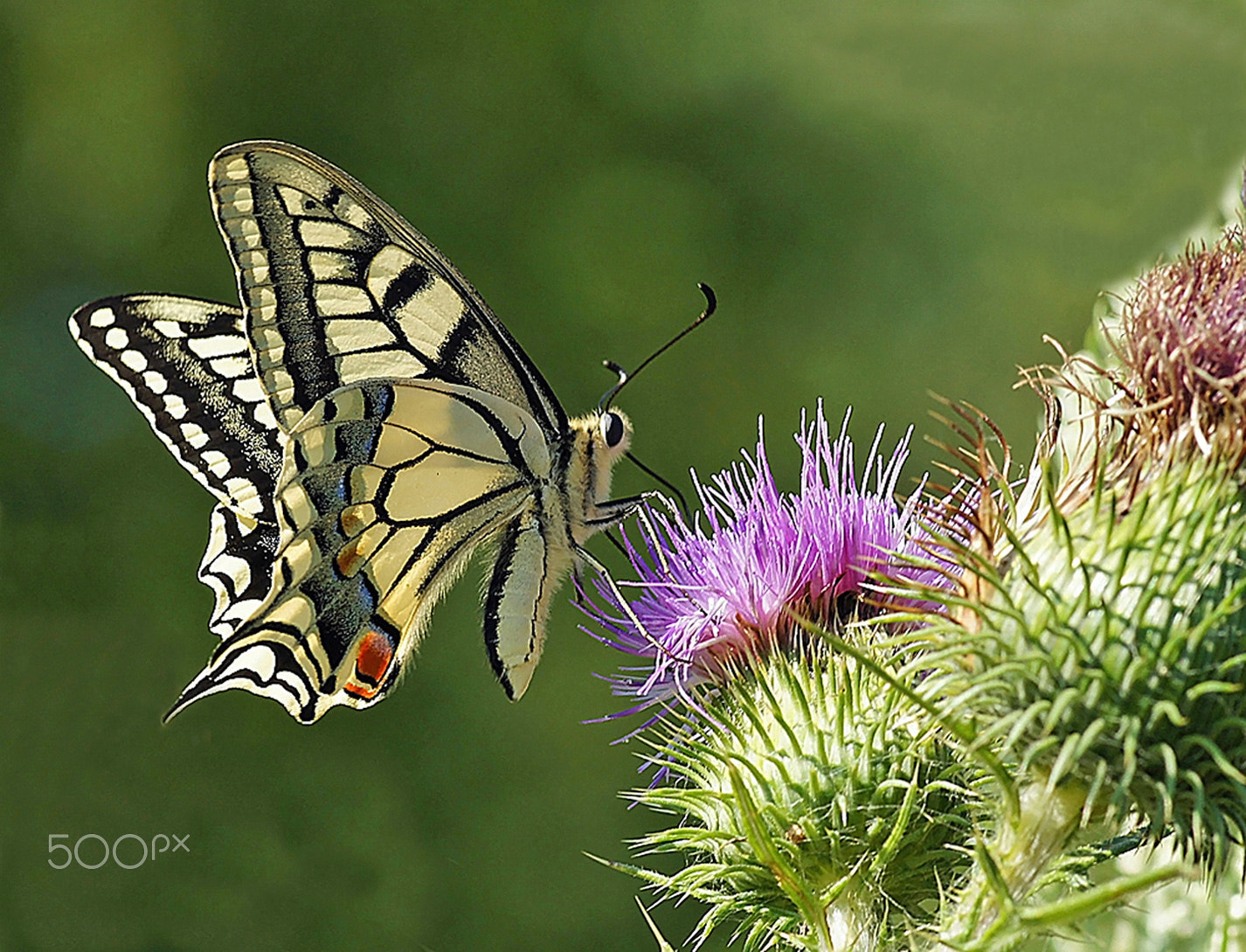 Sony Alpha DSLR-A580 sample photo. Butterfly eating photography