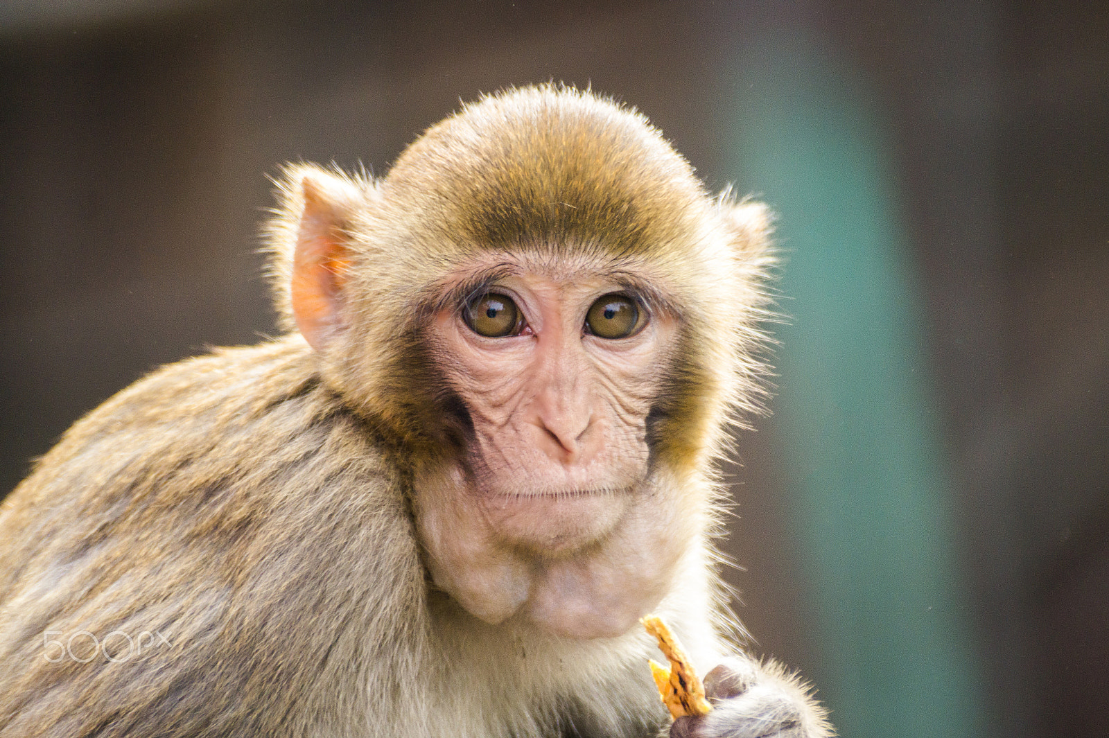 Sony DT 55-300mm F4.5-5.6 SAM sample photo. Yes, i am serious. photography