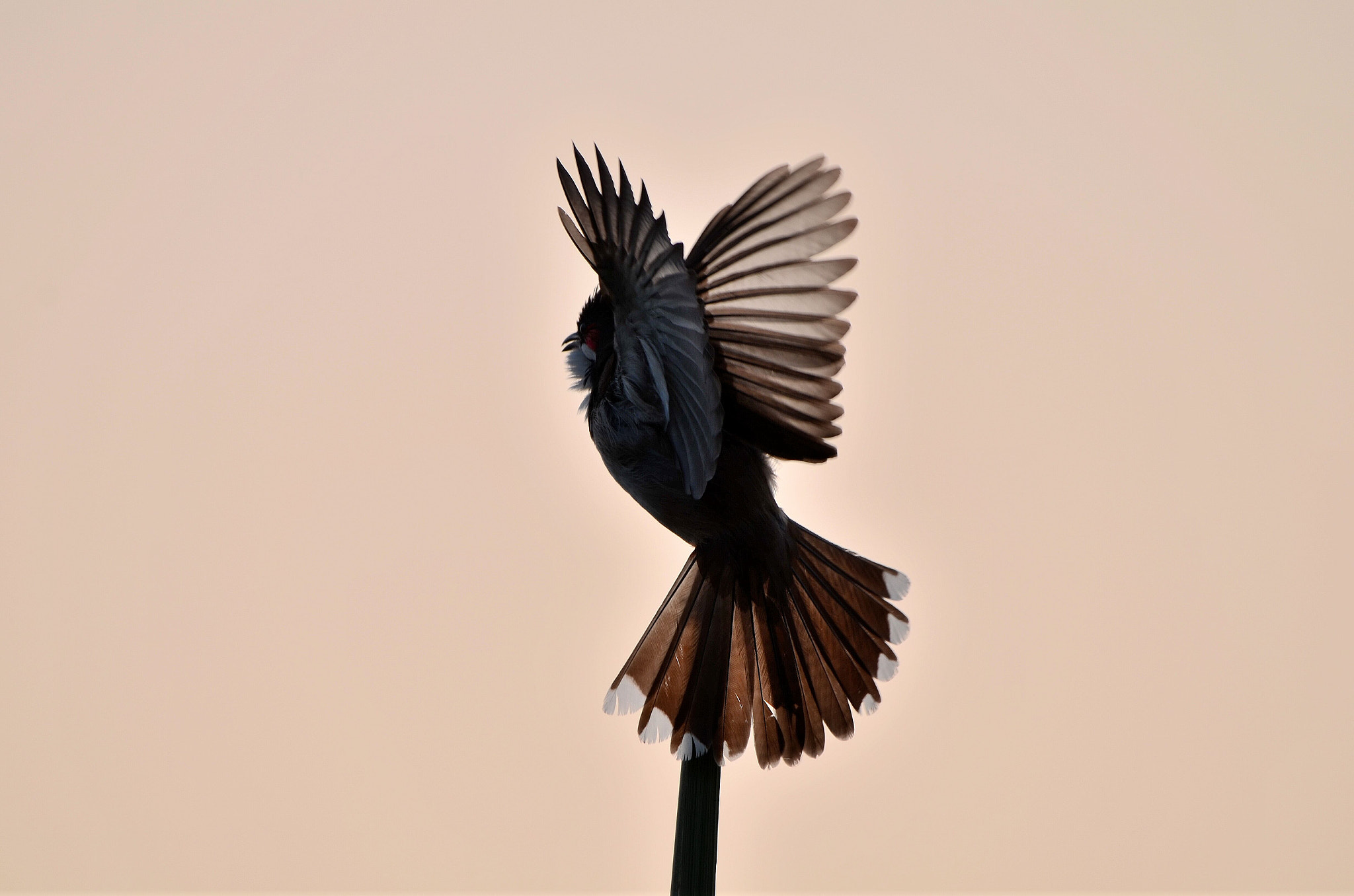 Nikon AF-S Nikkor 200-500mm F5.6E ED VR sample photo. Am nothing without my feather's. photography