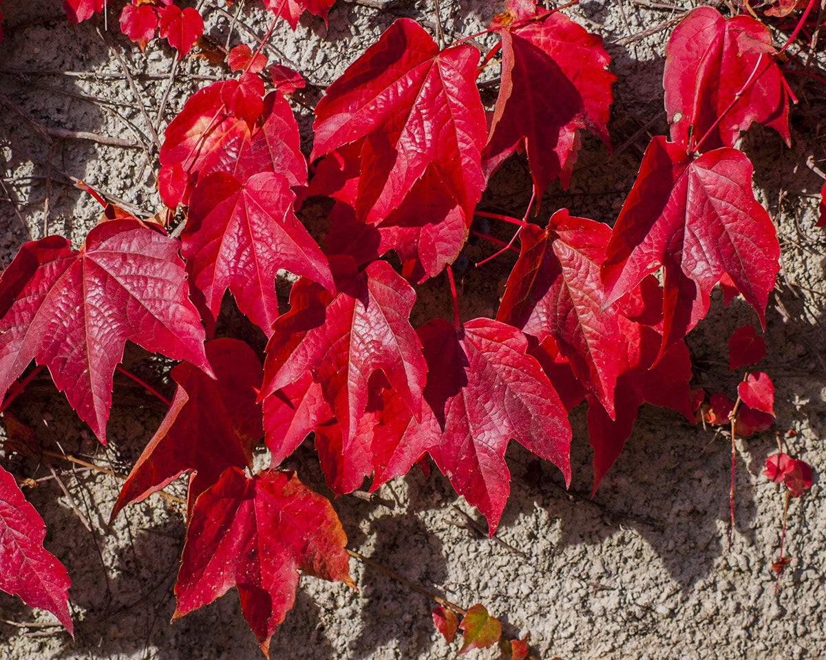 Nikon D70 sample photo. Red leaves photography
