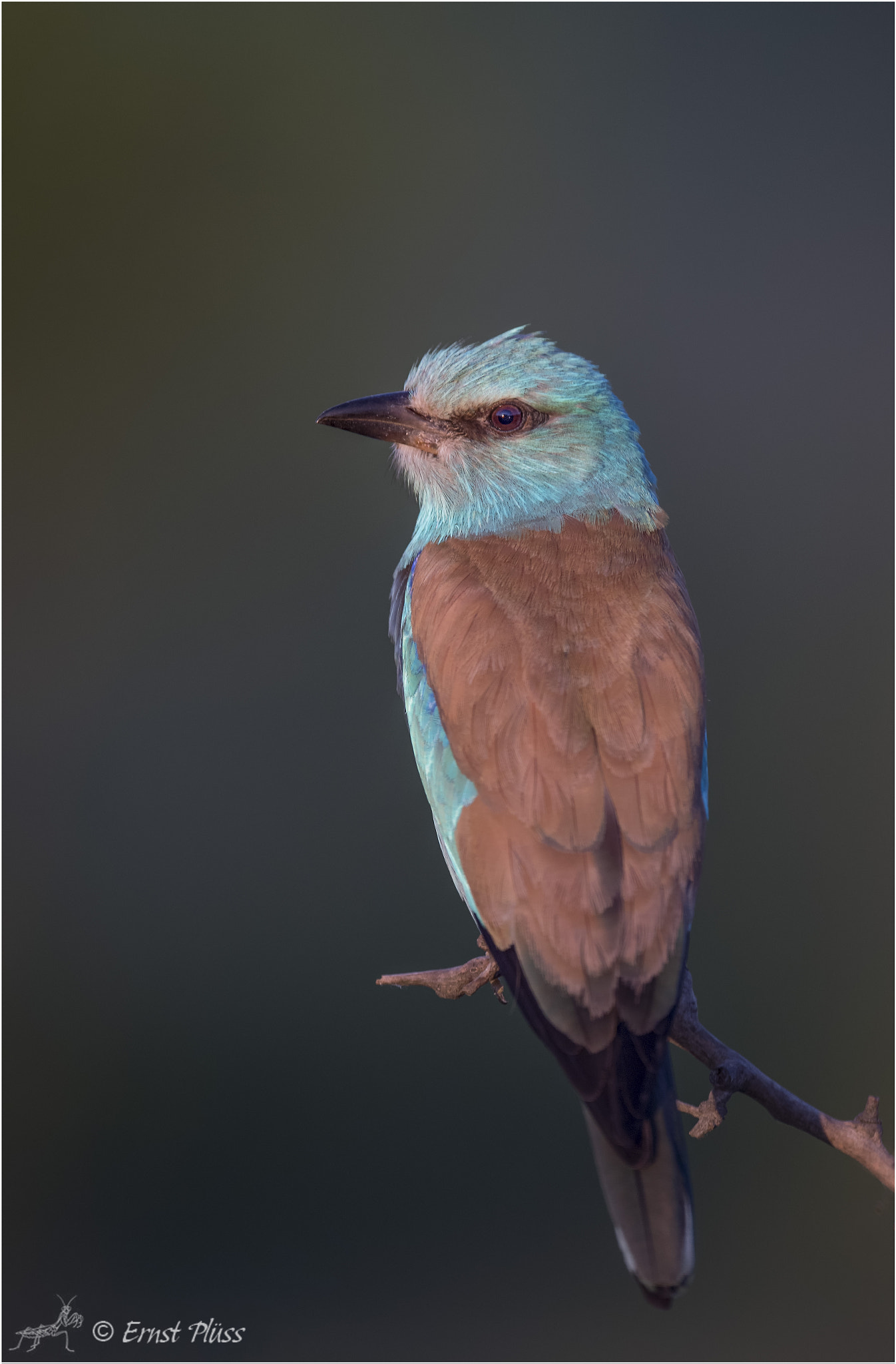 Nikon D5 sample photo. European roller photography