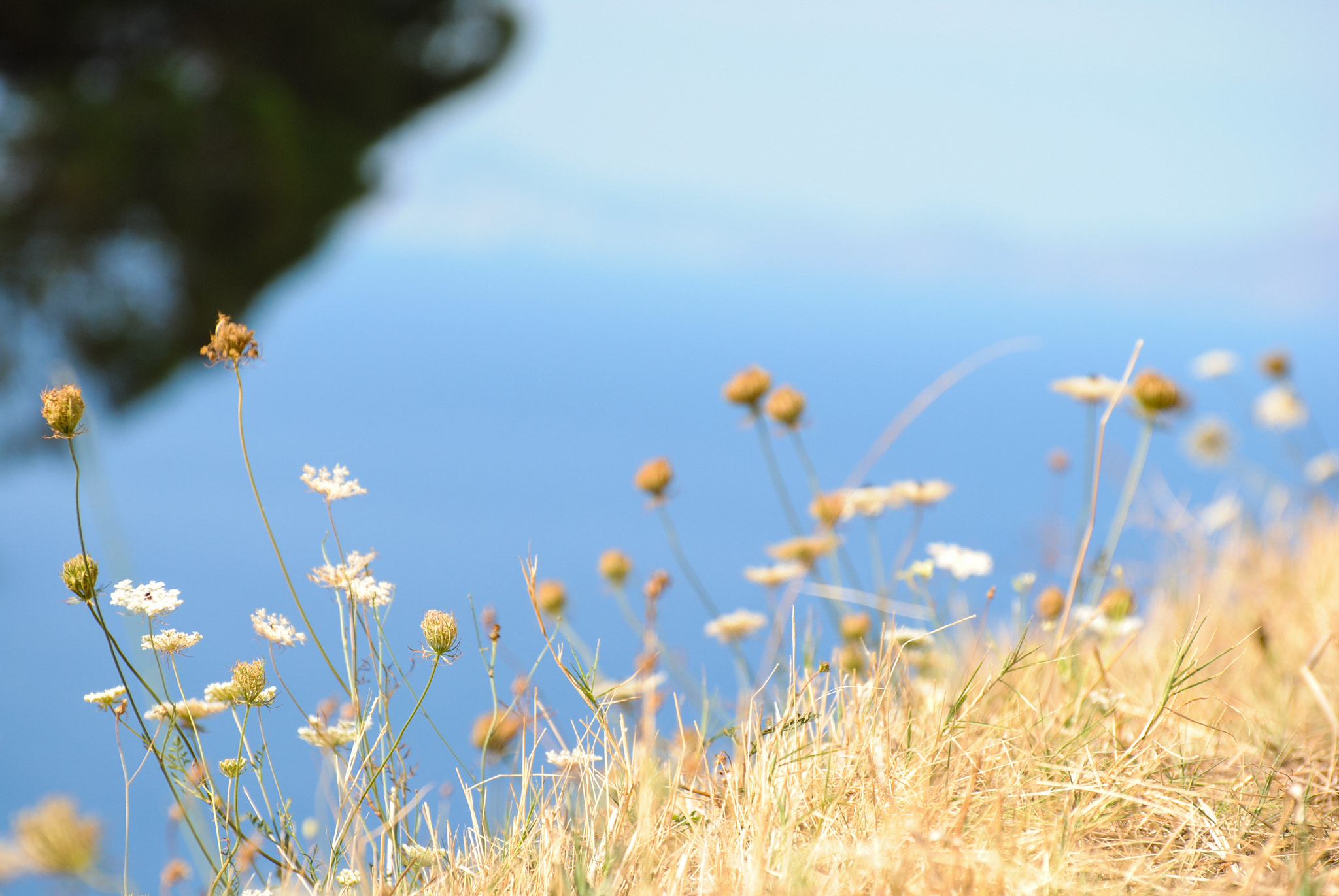 Nikon D3000 sample photo. Dry grass photography